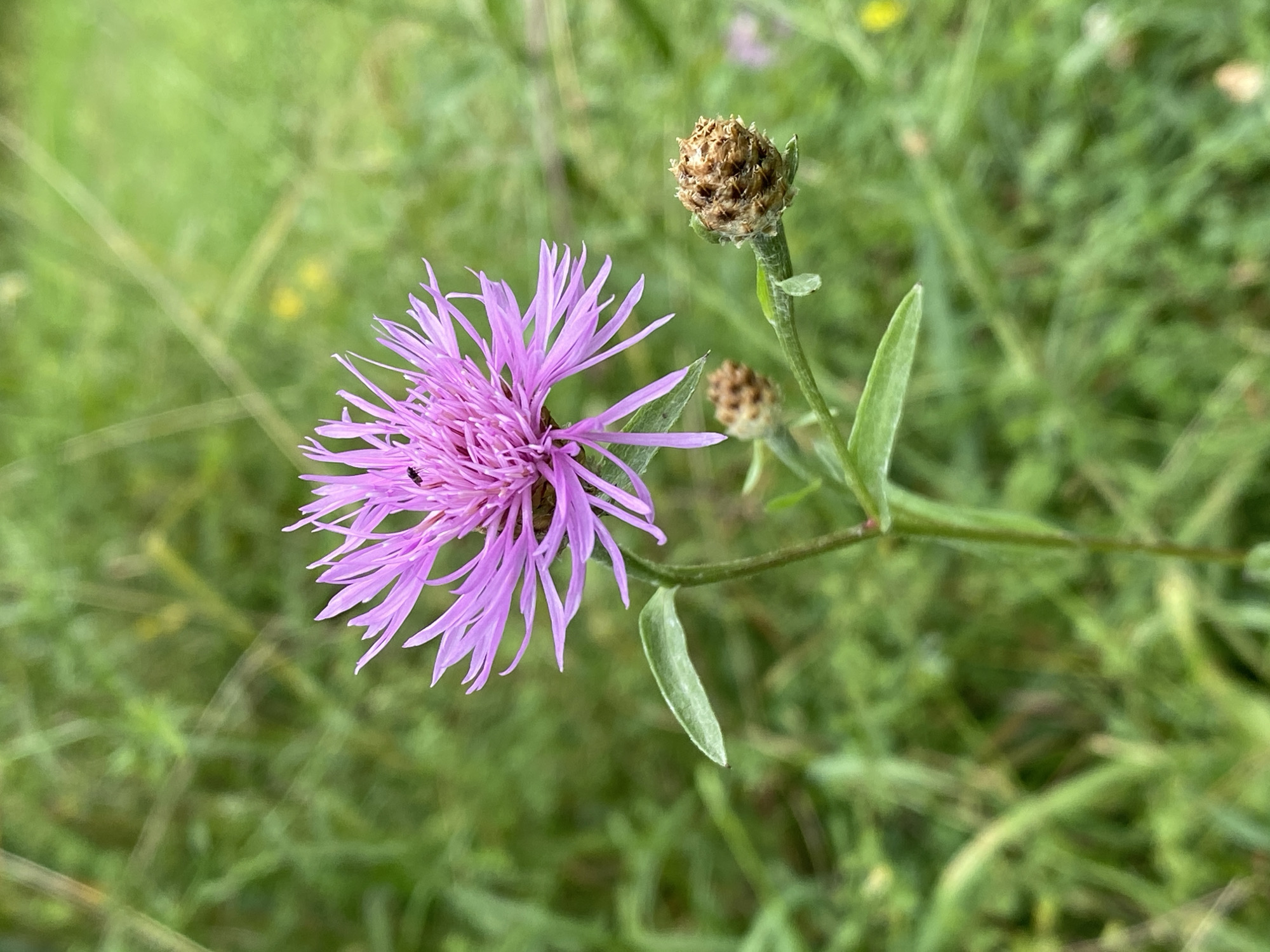 A close-up, eye-level, vertical outdoor shot captures a single, fully bloomed, vibrant purple thistle flower as the main subject. The flower's numerous, delicate petals radiate outwards, and a small, dark insect is visible perched on the center of the bloom. The flower is attached to a slender green stem, which also supports two developing seed heads, one larger and more prominent than the other. These seed heads are brown and have a rough, textured appearance. Several long, slender green leaves are attached to the stem. The background is a softly blurred expanse of green foliage, indicative of a meadow or grassy field, with hints of lighter green and yellow wildflowers interspersed. The lighting suggests a daytime setting, possibly overcast or with diffused sunlight. The scene is located in Pattersonville, United States.