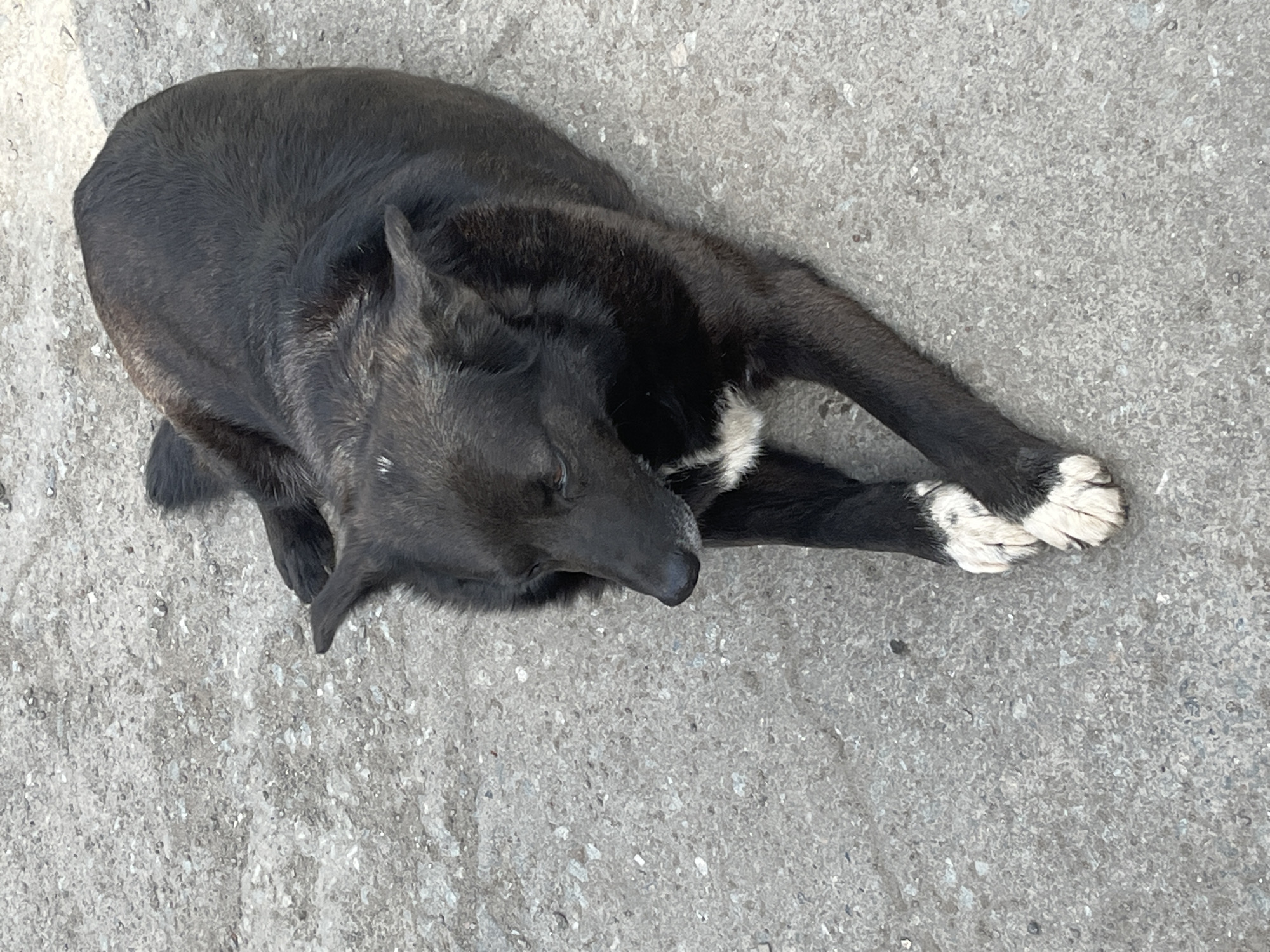 A black dog with white paws lies on a gray concrete surface. The dog's head is near its front paws. The location is Izhevsk, Russia.