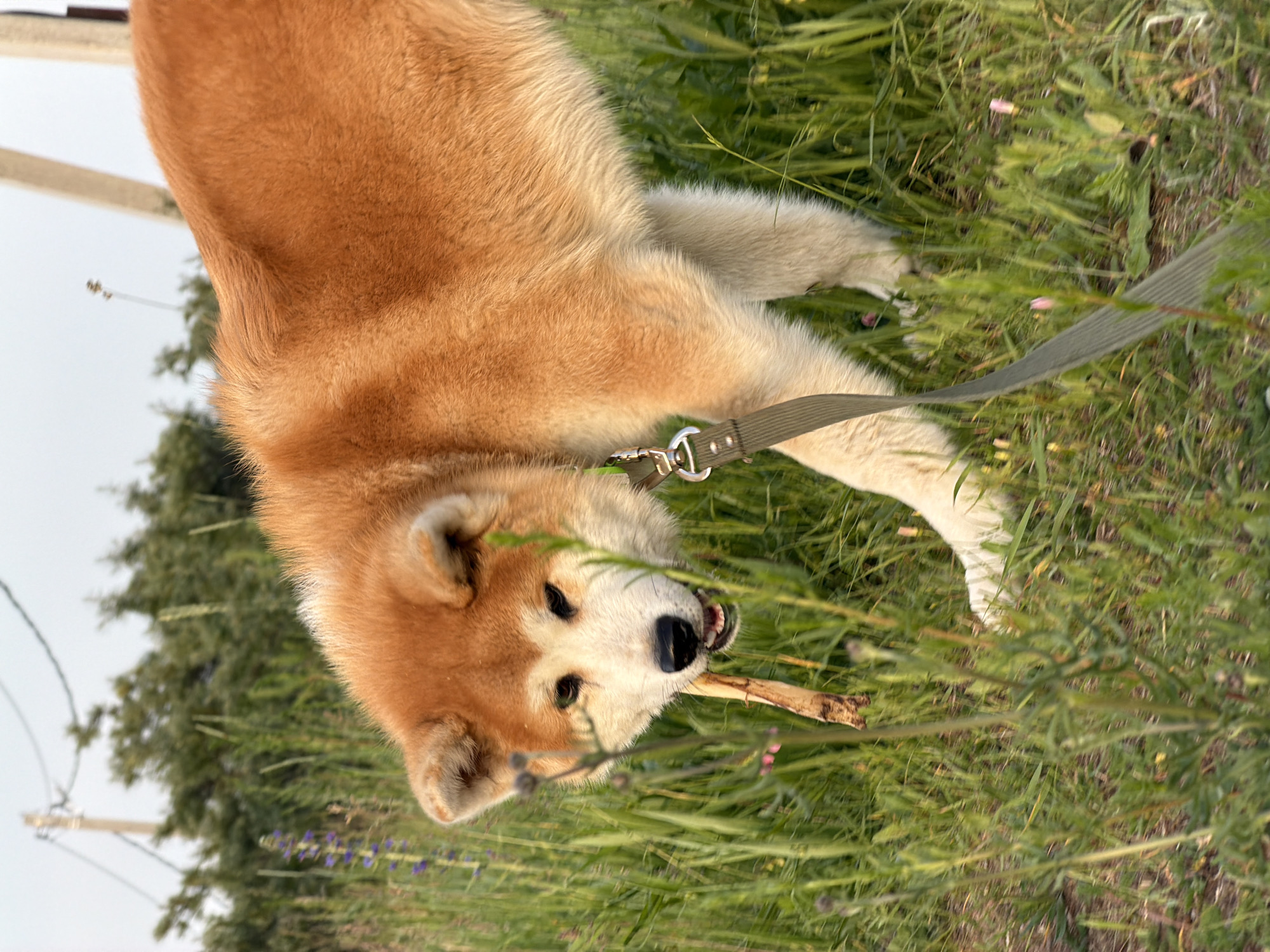 In a grassy outdoor area, an Akita dog with tan and white fur is chewing on a stick. The dog is wearing a leash with a silver clasp, which is visible on its collar. The background features green foliage, some with small purple flowers, and hints of a power line and pole, suggesting an undeveloped or rural edge of a populated area. The lighting indicates it is likely daytime. There are no humans present in the image. The location of Chaikovsky, Russia is not discernible from the image itself.