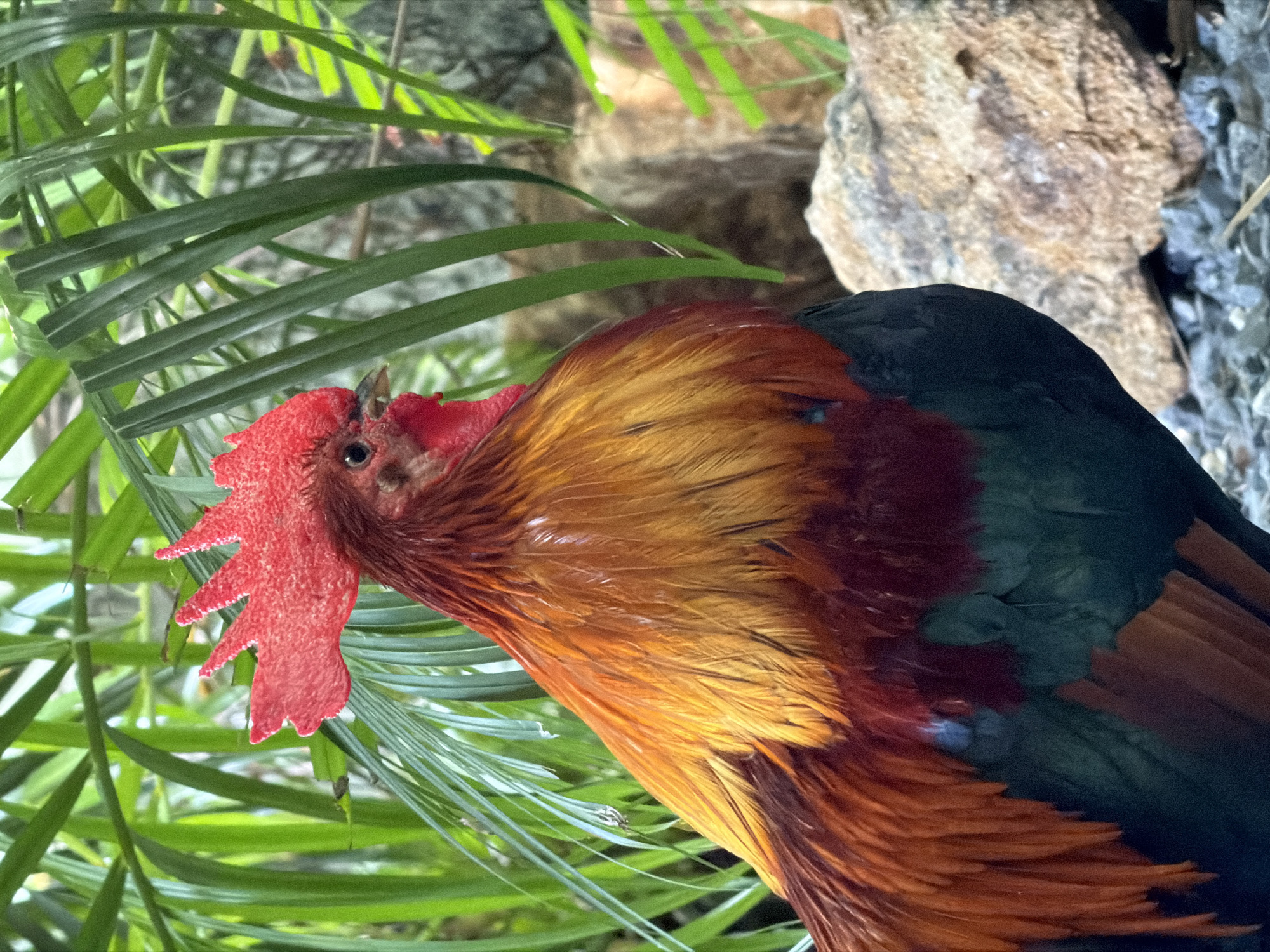 A rooster is depicted in the foreground, facing right with its head turned slightly towards the viewer. Its comb is bright red, and its feathers display a gradient of warm colors, transitioning from orange and yellow on its neck and back to deep red and dark green on its chest and belly. The rooster is positioned amidst lush green foliage, likely palm fronds, which fill the upper portion of the frame. In the background, rocky formations are visible, with one prominent, lighter-colored rock to the right. The ground beneath the rooster appears to be covered in small grey pebbles. The lighting suggests an outdoor environment, possibly in a tropical setting. No people are present in the image. This scene could be found in the tropical gardens or natural areas within Baan Bo Phut, Thailand.