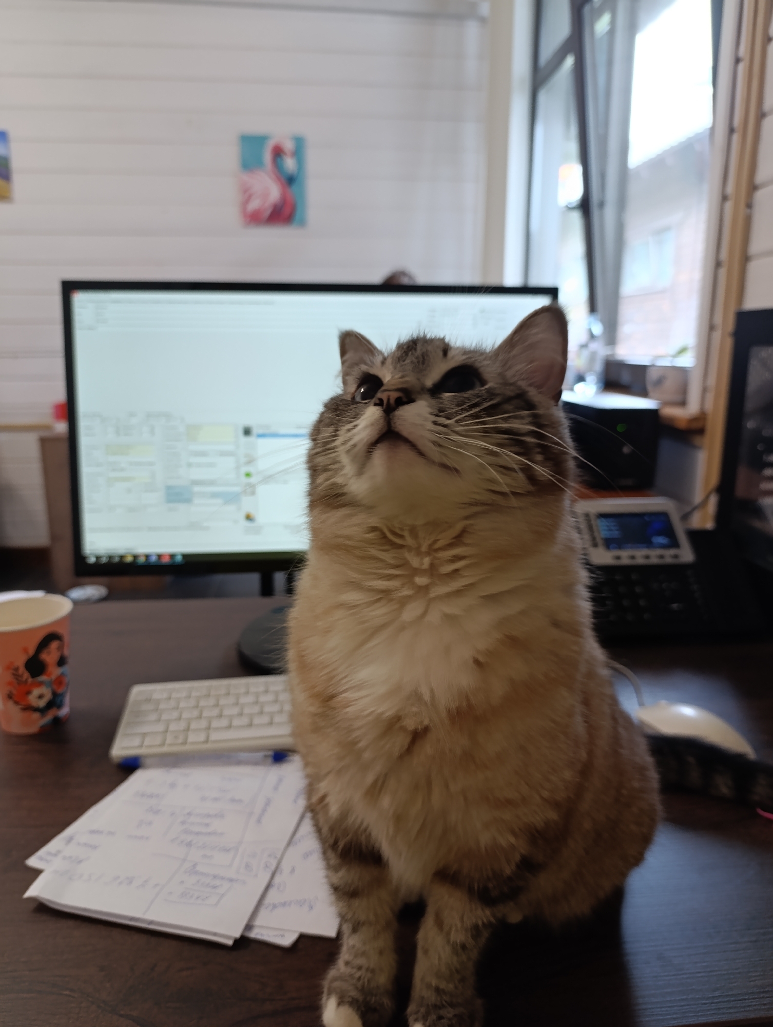 A domestic shorthair cat sits on a desk with a computer monitor, keyboard, papers, and a cup. The background includes a window and wall decorations. The location is Unknown, Unknown.