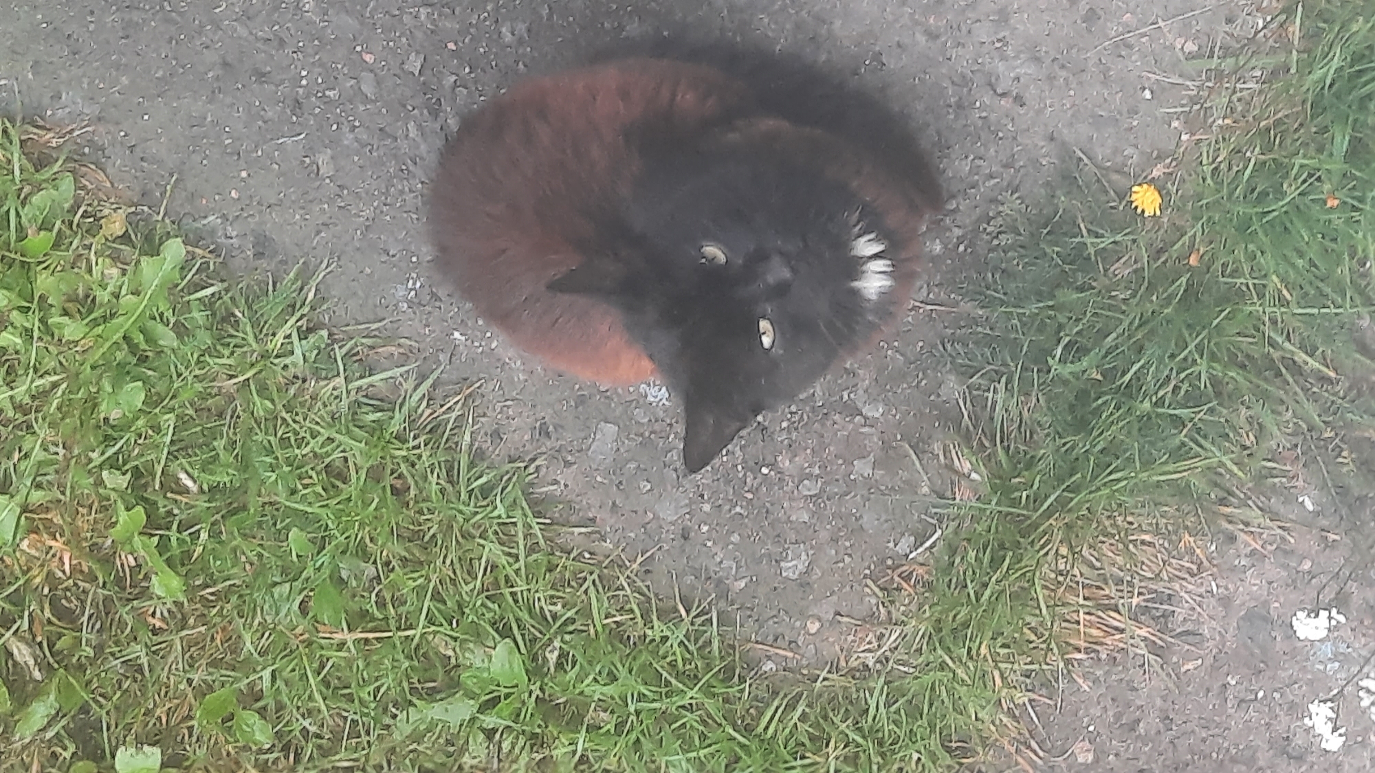 A black cat with reddish-brown undertones and white fur on its chin sits on asphalt next to a patch of grass. The cat is looking upwards and to the left. A single yellow dandelion is visible in the grass. The scene appears to be outdoors, possibly on a street or pathway in the city of Shklov, Belarus.