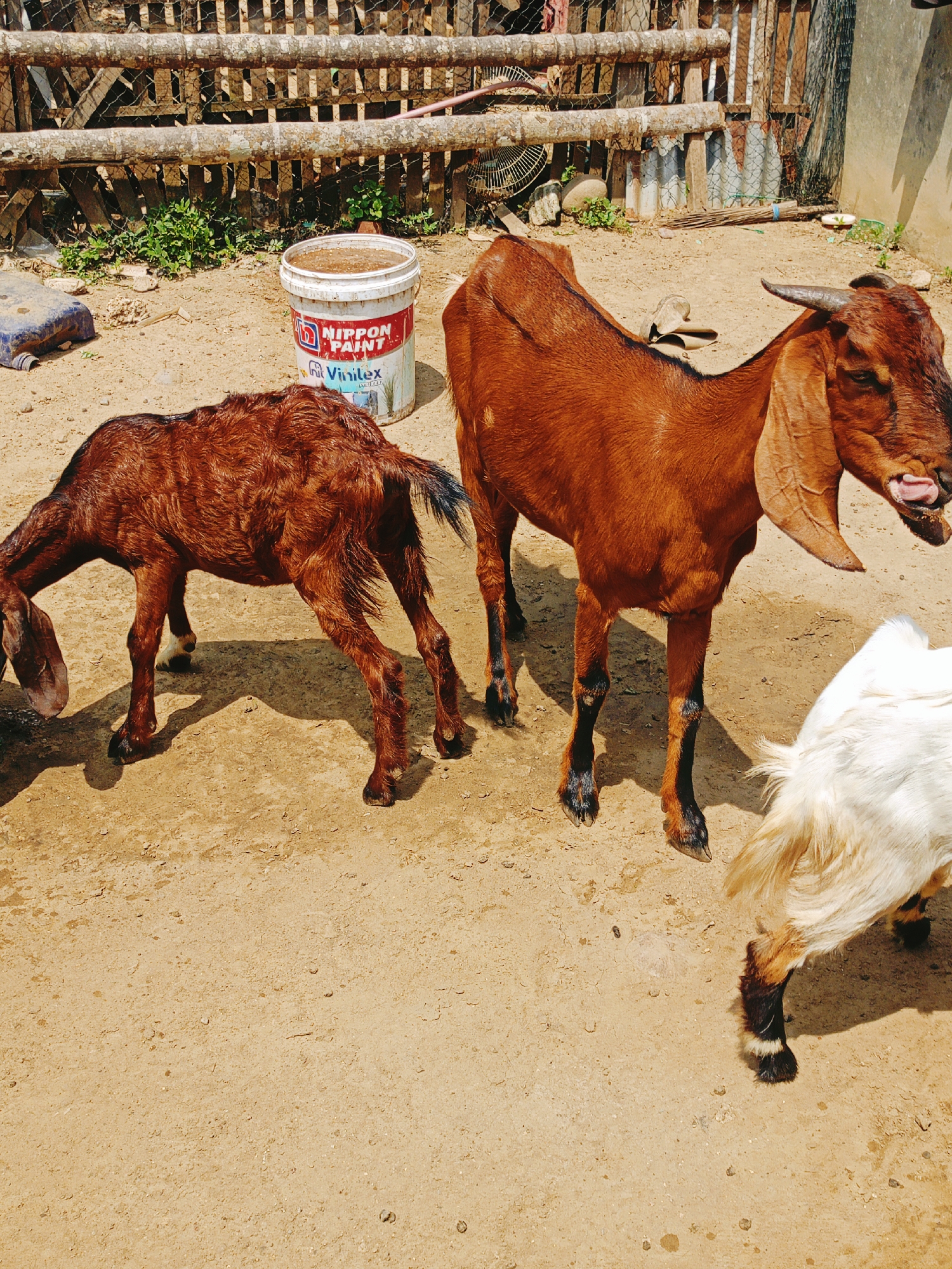 The image depicts a dirt area in Lhokseumawe, Indonesia, where three goats are present. A brown, mature goat with horns stands facing right, with its tongue visible. To its left is a smaller, brown goat with a dark tail, bending its head to the ground. A white goat with dark markings is partially visible on the lower right. In the background, there is a wooden fence and a white bucket labeled "NIPPON PAINT Vinilex."