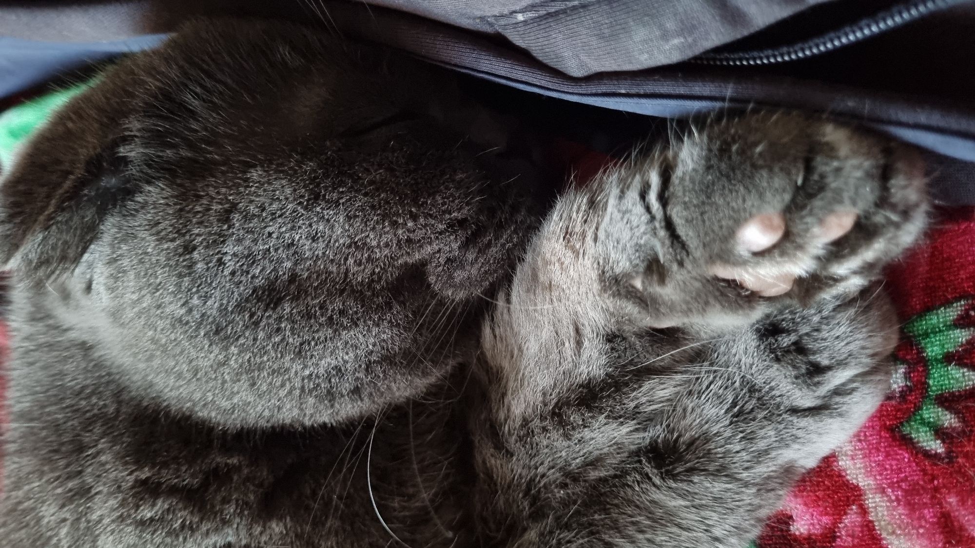 A close-up, overhead shot shows a sleeping grey cat curled up on a red, pink, and green patterned fabric. The cat's fur is dense and appears soft. Its front paw, visible in the lower right, is resting on the fabric, with its pink paw pads slightly protruding. The cat's face is tucked into its body, obscuring most of its features, but its whiskers are visible. To the right of the cat, a dark blue fabric with a visible zipper track suggests the cat is resting on or near an article of clothing or a bag. The lighting is soft, casting gentle shadows. The scene is devoid of any human presence or elements that would indicate a specific location within Vysokoe, Russia, other than the general context provided.