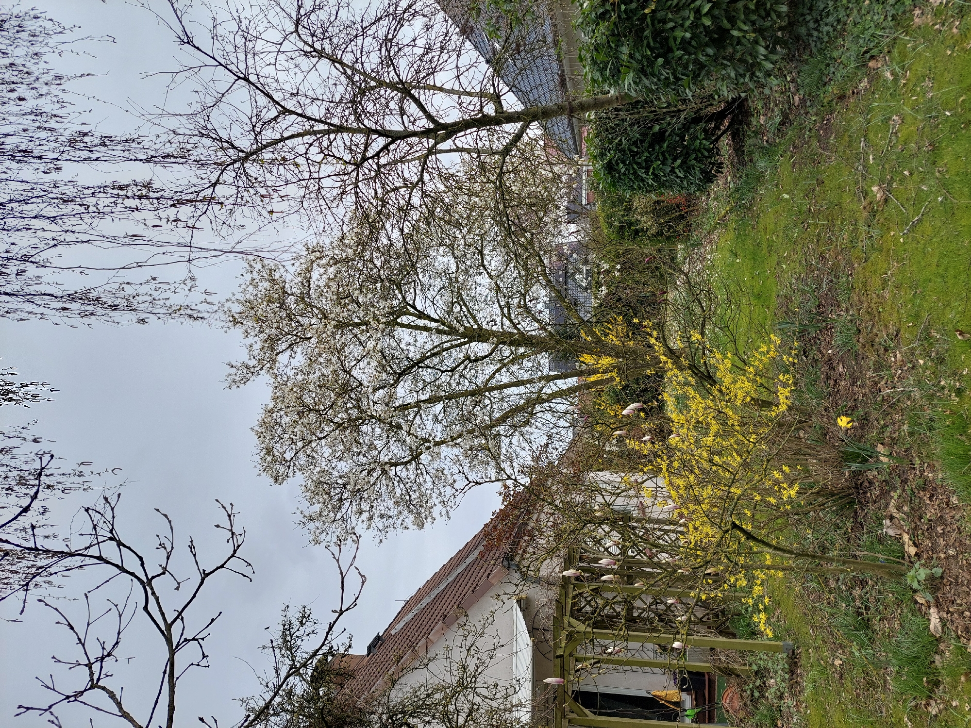 The image depicts a scene in Ganderkesee, Germany, likely within a residential area. The sky is overcast. In the foreground and middle ground, there are multiple trees. One is bare-branched, and another is blooming with small white flowers. A forsythia bush with bright yellow flowers is also visible. In the background, there is a house with a red-tiled roof and a pergola structure. The ground is covered with grass and fallen leaves. No people are visible.