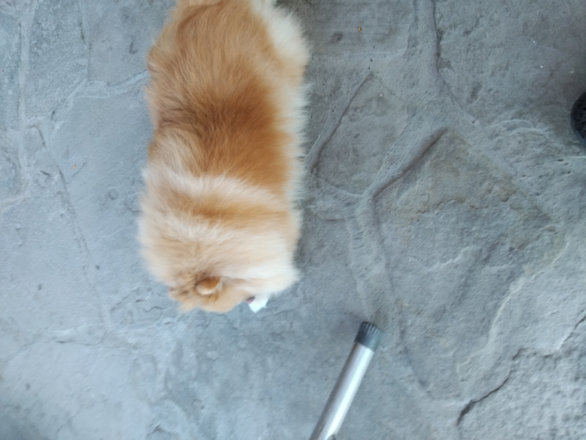 A light brown Pomeranian dog is lying on a grey stone surface. The dog's head is down, and it appears to be eating or licking something white. To the left of the dog, a silver metal object with a black ridged end is lying on the ground. The background is a grey, textured stone pavement. The scene is outdoors, consistent with a street or patio area in Apriltsi, Bulgaria.