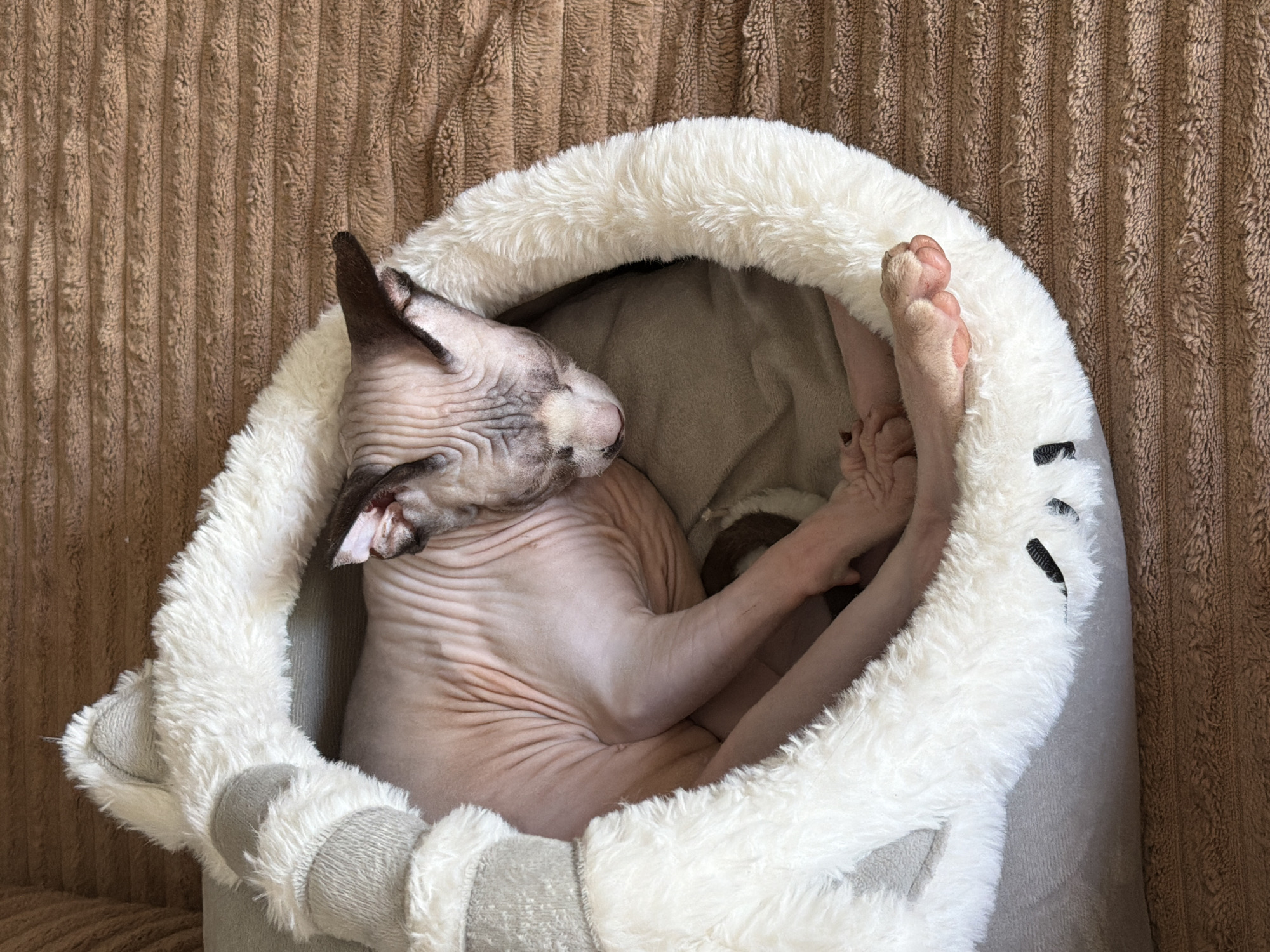 A Sphynx cat is curled up asleep in a white and gray plush cat bed. The cat's body is pink and wrinkled, and its eyes are closed. The cat bed is round and has a fluffy white rim. The background is a brown, textured surface. The location is unknown.