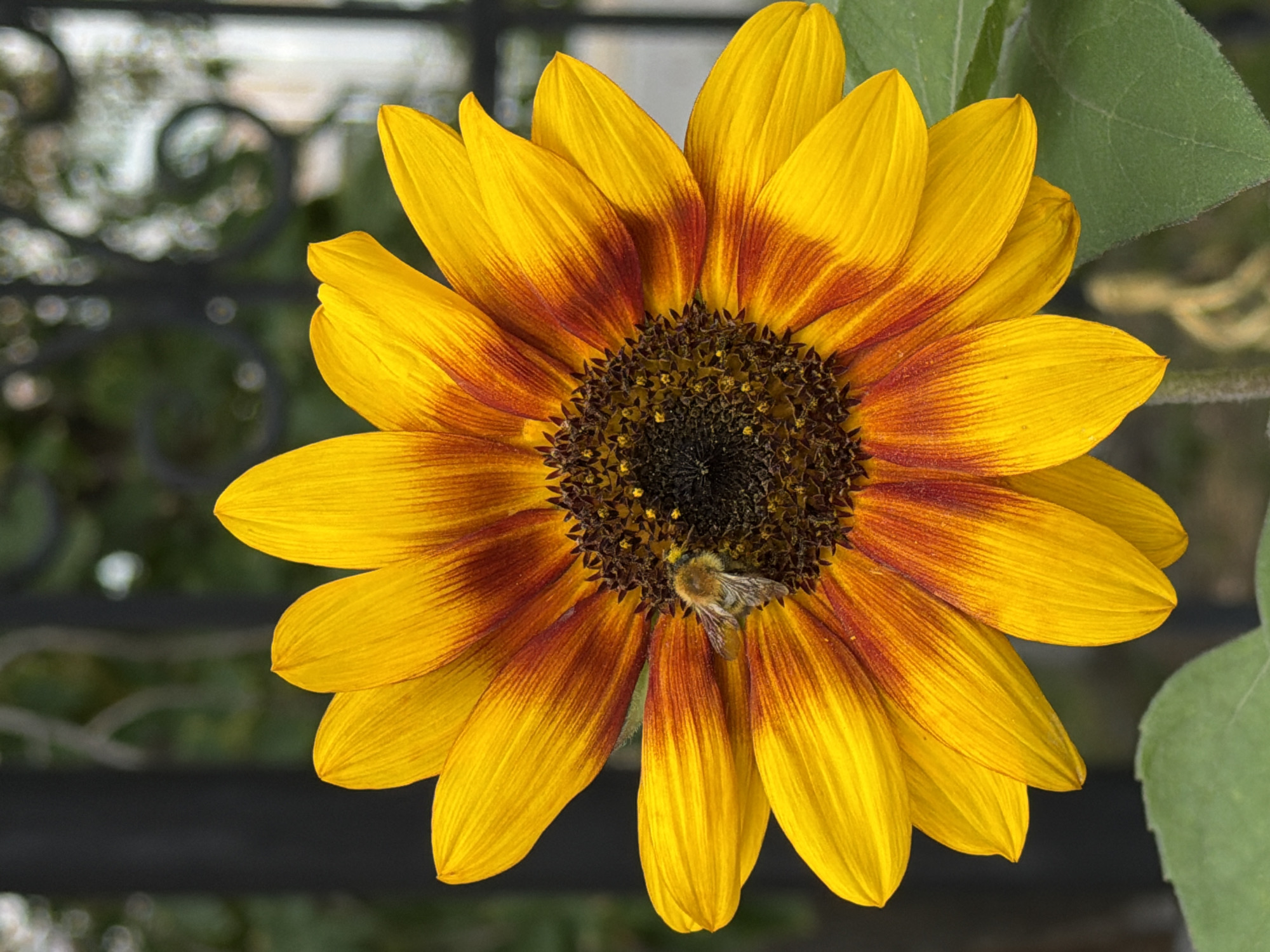 A close-up shot captures a vibrant sunflower with yellow petals transitioning to reddish-brown at their base. A bee, covered in pollen, is actively foraging on the dark brown center of the flower. The background is softly blurred, showing hints of a dark metal fence and green foliage, suggesting an outdoor setting likely within a garden or park in Pavlodar, Kazakhstan. The lighting appears natural, highlighting the textures and colors of the sunflower and the bee.