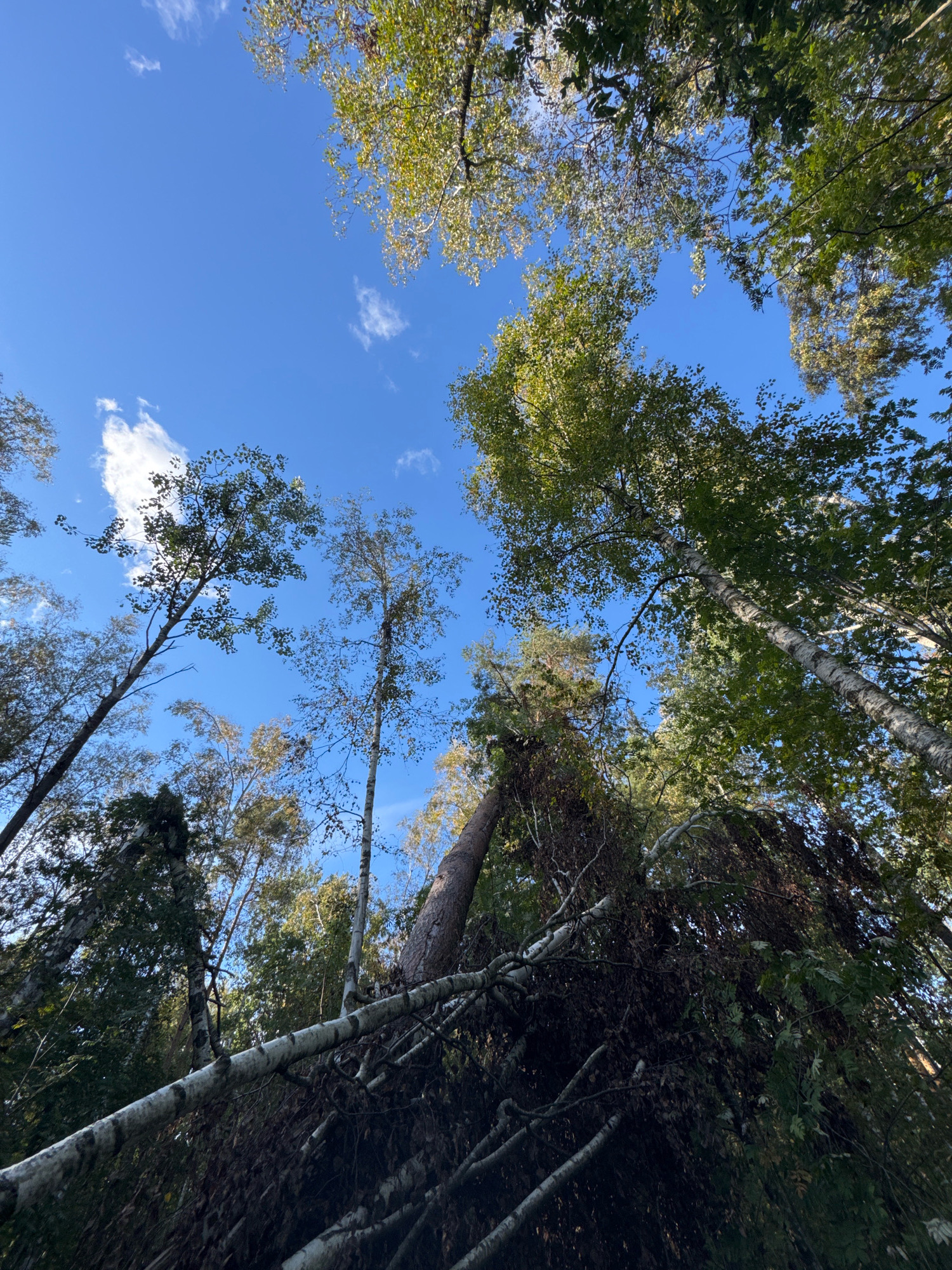 Innolovo, Russia - A low-angle, wide shot captures a dense forest canopy against a clear blue sky with sparse white clouds. The view is directed upwards, looking through the branches of numerous trees, many of which are deciduous. The foliage is predominantly green, with some trees showing hints of autumnal yellowing. A fallen tree trunk lies diagonally across the foreground, its white bark contrasting with the darker undergrowth and fallen leaves beneath it. Several other trees are visible, some standing tall and straight, others leaning or appearing to be partially uprooted. The scene suggests a natural, possibly disturbed, forest environment.