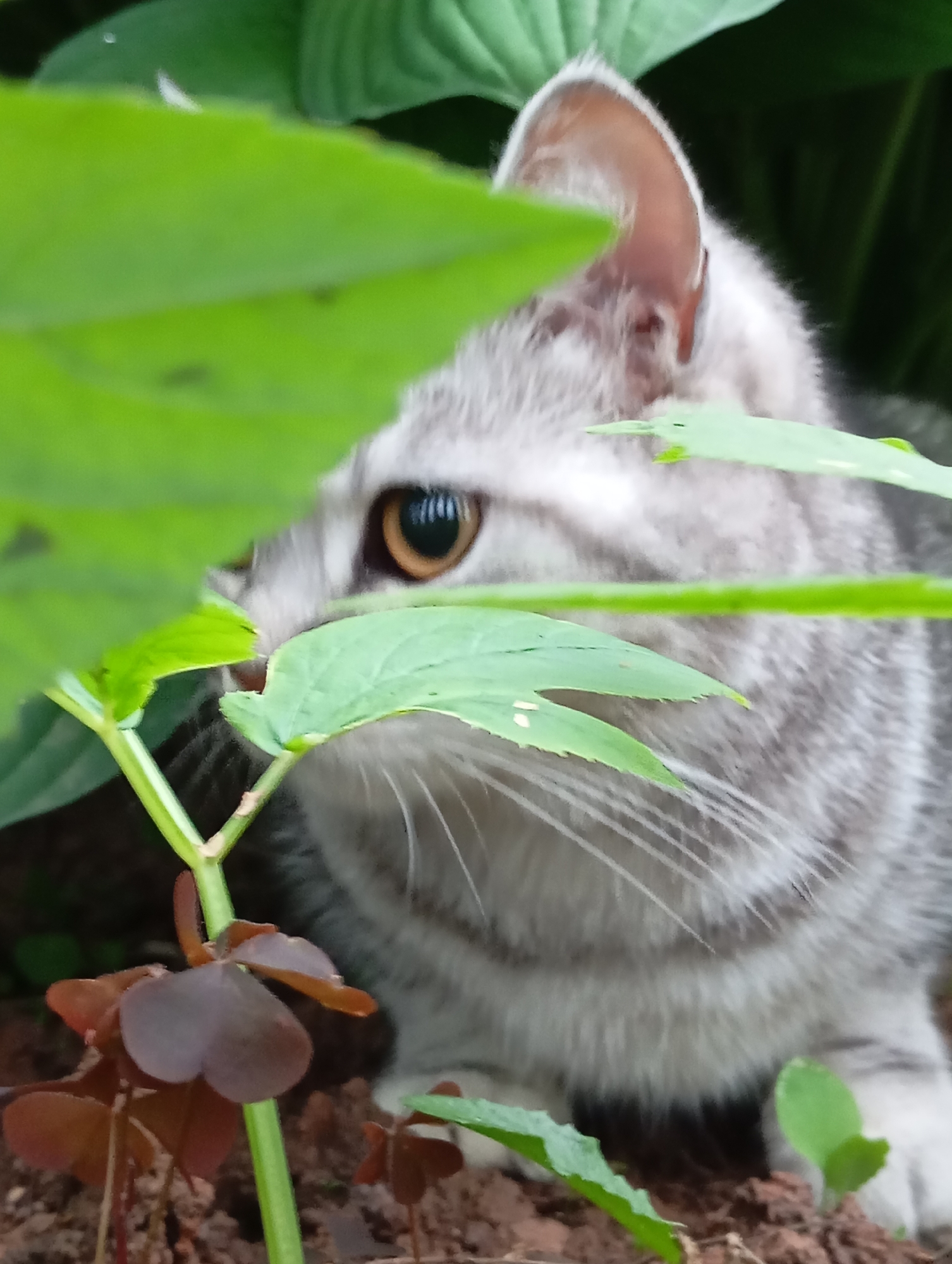 A domestic cat, exhibiting gray tabby markings, is observed in a crouched position amidst foliage on brown soil. The cat's left eye, with a prominent amber iris and a vertical pupil, is visible through several green leaves that partially obscure its face. Its right ear, covered in light gray fur, is also visible against a blurred dark green background. A green plant stem extends vertically in the lower-middle foreground, accompanied by several green leaves. To the lower-left, a cluster of reddish-brown, three-lobed leaves, consistent with an *Oxalis* species, grows from the soil. The scene is illuminated by natural, diffused light in the city of Фоки, Russia.