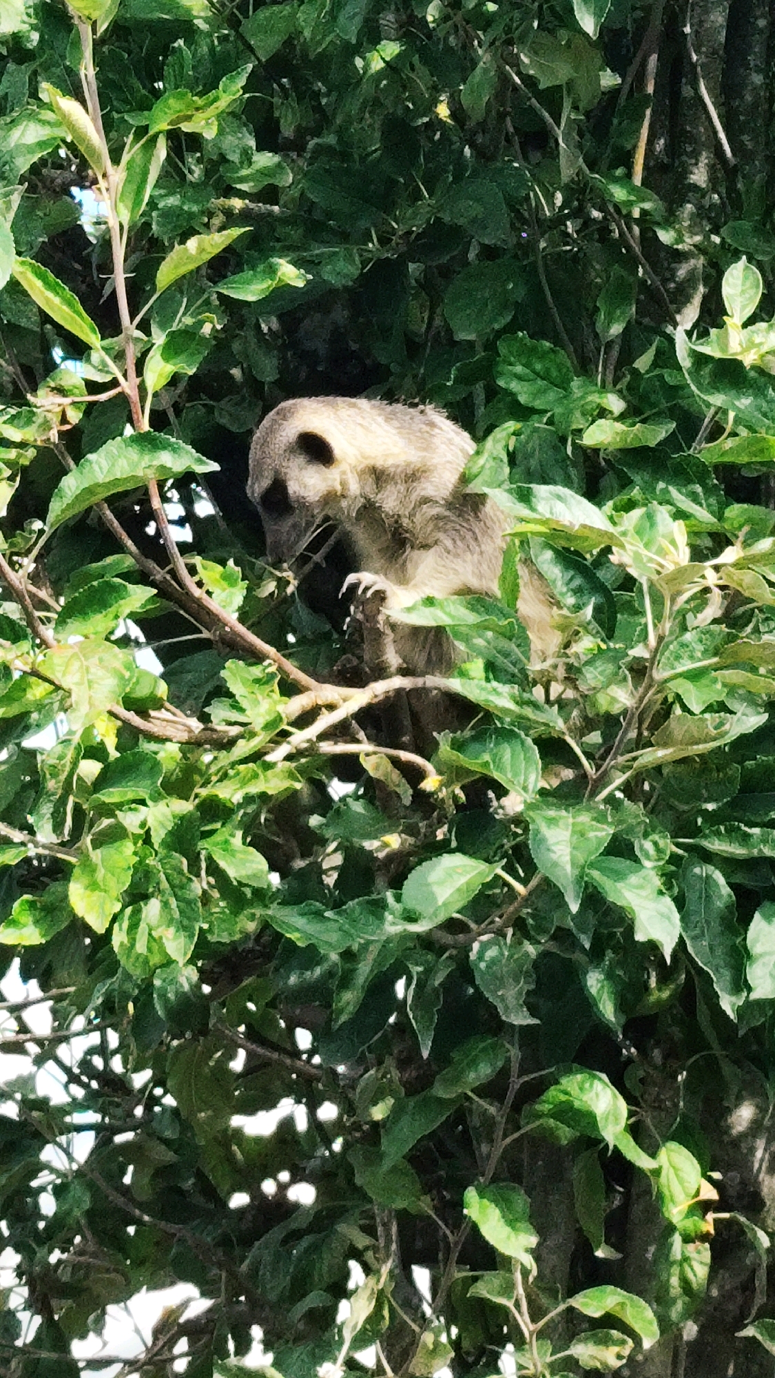 A meerkat is perched on a tree branch, surrounded by lush green foliage. The meerkat is light brown with darker markings around its eyes and ears. Its paws are visible, with sharp claws extended, as it grips the branch. The leaves are a vibrant green, with some appearing lighter or slightly yellowed, suggesting a sunny environment. The background is a blur of more leaves and branches, with some hints of bright light filtering through, possibly indicating the sky or open spaces beyond the dense foliage. The scene appears to be in a natural or zoo setting within Knowsley, United Kingdom, where meerkats are housed.