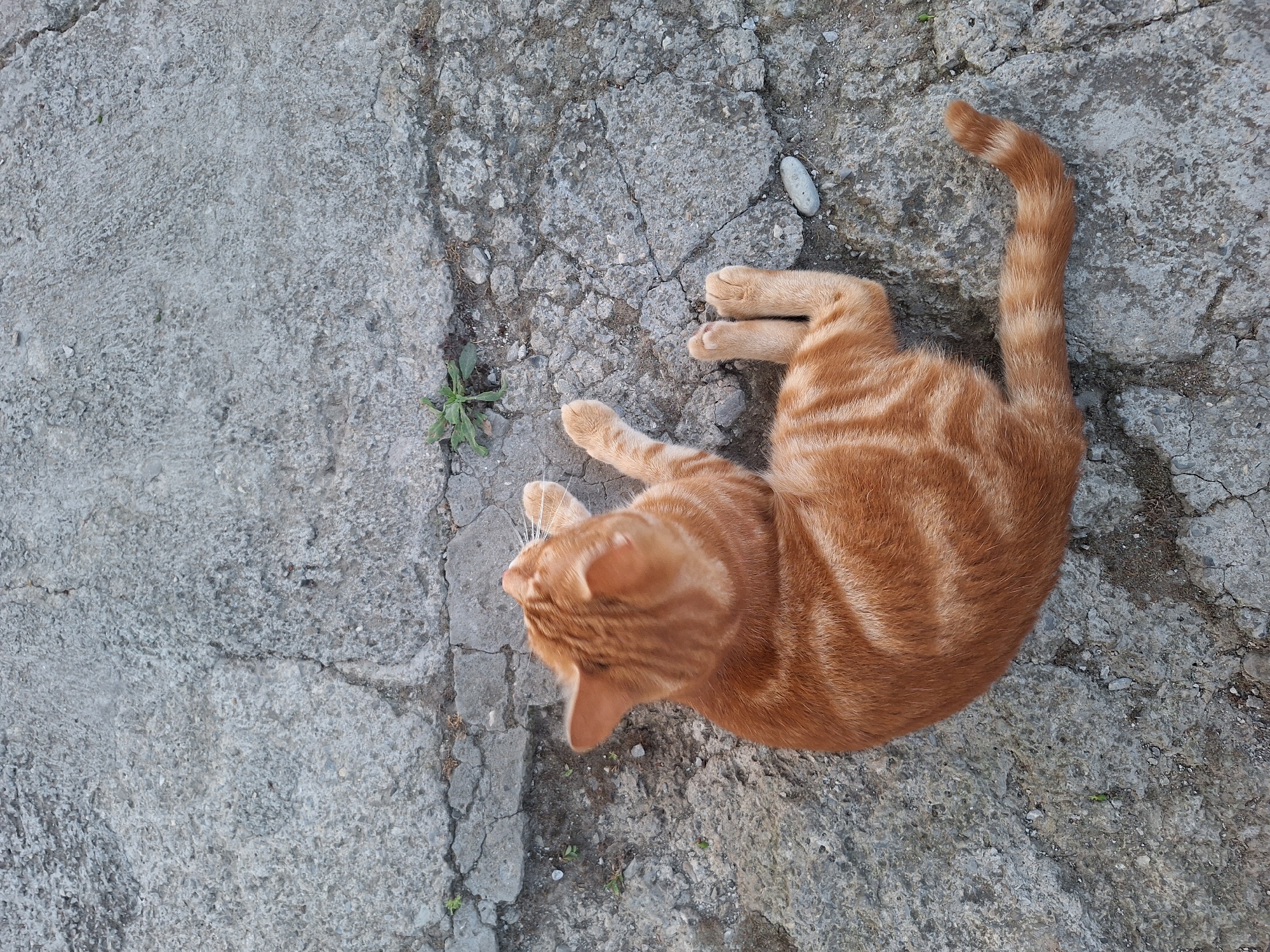 An orange tabby cat is lying on a cracked concrete surface. The cat is curled up on its side, with its tail curved upwards. Its fur is striped with darker orange markings. The concrete is rough and weathered, with visible cracks and small pebbles embedded in it. A few small green plants are growing in the cracks of the concrete. The lighting suggests it is daytime, possibly late afternoon, as there are shadows cast on the ground. The scene appears to be outdoors, perhaps in a courtyard or alleyway, given the rough concrete and the presence of small plants. There is no visible text in the image. The overall mood is peaceful and relaxed, as the cat appears comfortable and at ease.