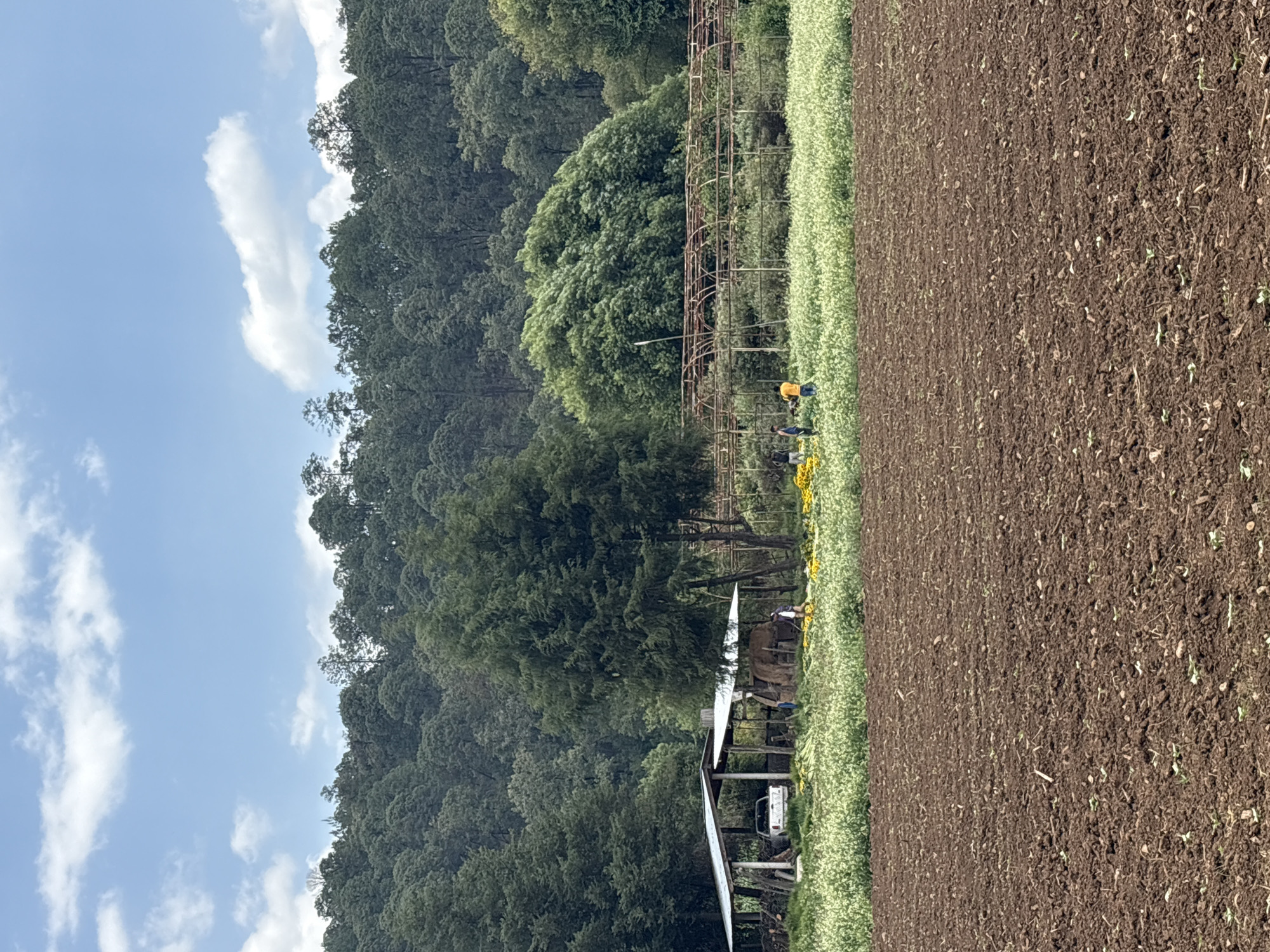 The image depicts a rural scene in Real de Arriba, Mexico. A plowed field of dark brown soil dominates the foreground. Adjacent to the field is a strip of green vegetation with interspersed yellow flowers. Further back, a rusty metal structure stands amidst trees. Behind this, a dense forest covers the hillside. In the middle ground, a wooden shelter is visible near the trees. A few indistinct figures appear to be working near the metal structure and yellow flowers. A white truck is visible under the wooden shelter. The sky is blue with scattered white clouds.