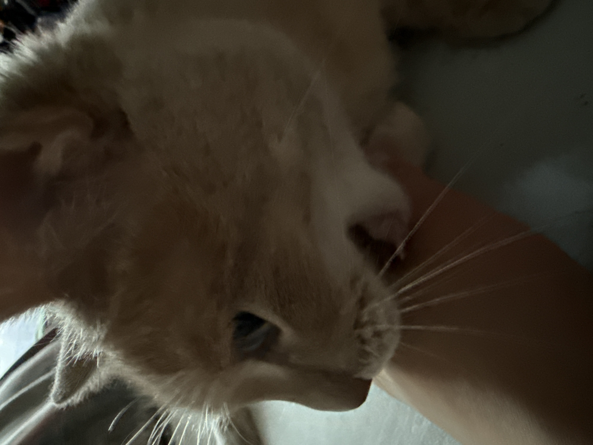 Close-up, indoor shot of a light-colored cat resting on a human arm or leg. The cat's face is the primary focus, with its left ear and one blue eye visible. The cat has light-colored fur and prominent whiskers. The background is indistinct but suggests a fabric surface. No clear evidence indicates a specific location or city. No actions are discernible other than the cat resting.