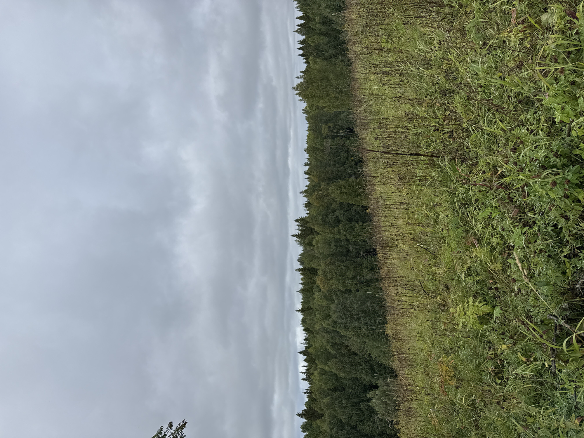The image depicts an overcast day in a natural landscape. In the foreground, a field of tall, dry grass and green vegetation stretches upwards. Beyond the field, a dense forest of various trees, predominantly green and leafy, forms a thick line against the horizon. The sky is covered with heavy, gray clouds, indicating a likely cool or damp atmosphere. A single tree branch with green leaves is visible in the upper left corner, partially obscuring the sky. The scene appears to be located in Chizhikovo, Russia, suggesting a rural or semi-rural setting characterized by extensive woodlands. There are no people or animals visible in the image, and no discernible actions or interactions are taking place. The environment is natural and appears undisturbed.