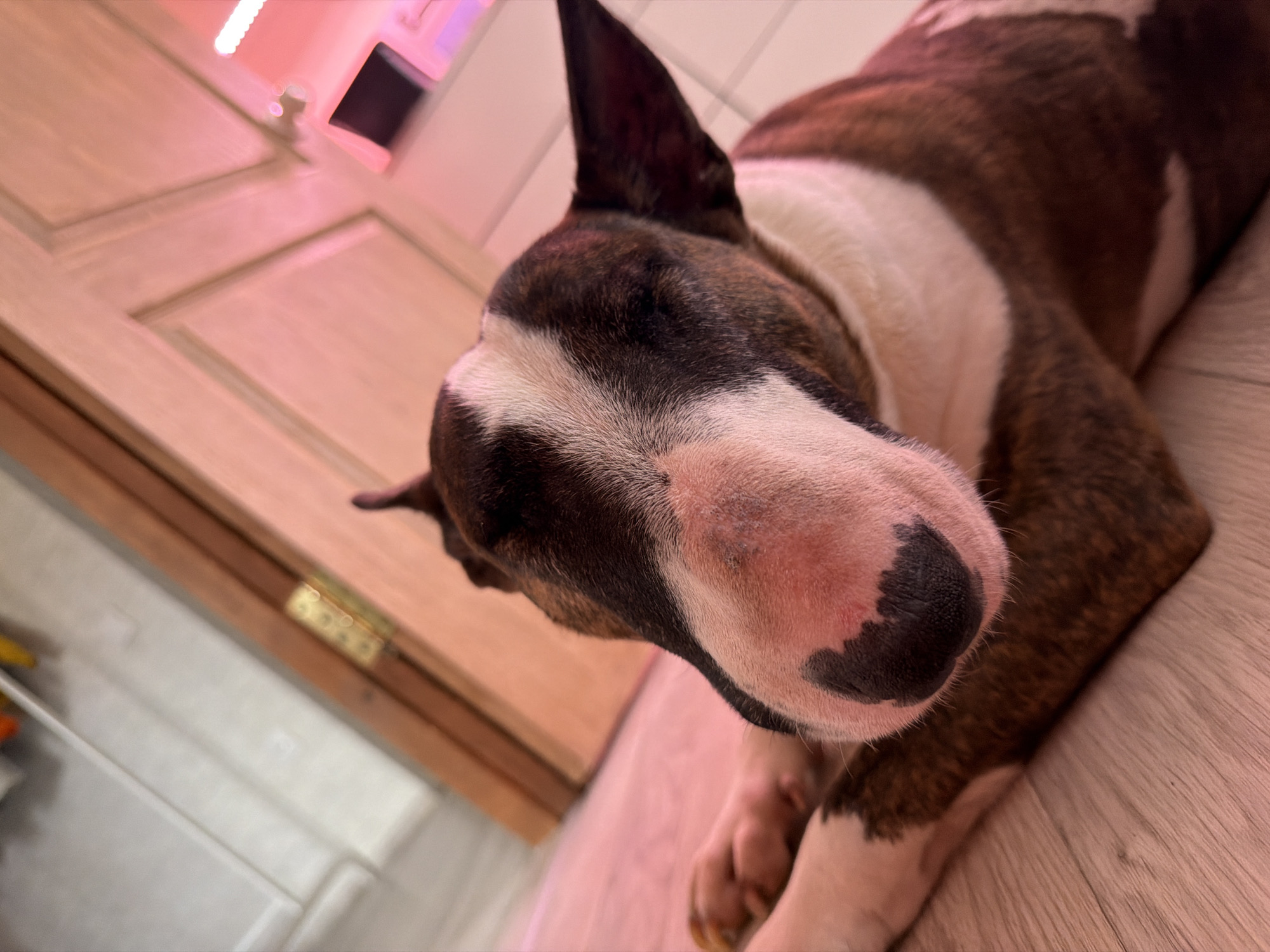 A close-up shot shows a brindle and white Bull Terrier lying on a light-colored wooden floor. The dog's face is prominent, with a black nose, and its ears are erect. A door is visible in the background, illuminated by a pink light, possibly from a lamp or LED strip. The hinge of the door is visible. The image does not provide any indication of being taken in the city of Chaikovsky, Russia.