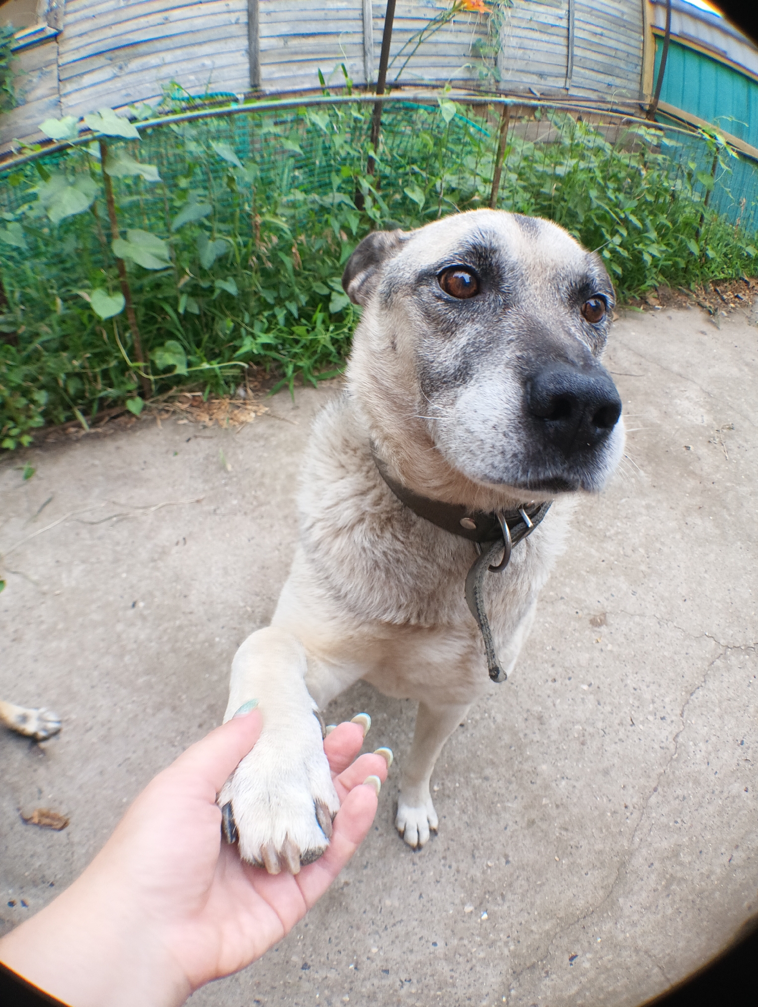 A medium shot, fisheye lens photograph shows a light-colored dog with dark markings around its eyes and muzzle, and a black collar. The dog is sitting on a concrete surface, facing the camera, and has its front right paw raised, as if offering a handshake. A human hand with light green nail polish is reaching up to meet the dog's paw. Behind the dog, there is a green metal fence with lush green vegetation growing behind it. A weathered wooden fence is visible in the upper background. The lighting suggests it is daytime, and the scene appears to be outdoors, possibly in a backyard or rural setting. The dog's expression is alert and engaged with the person.