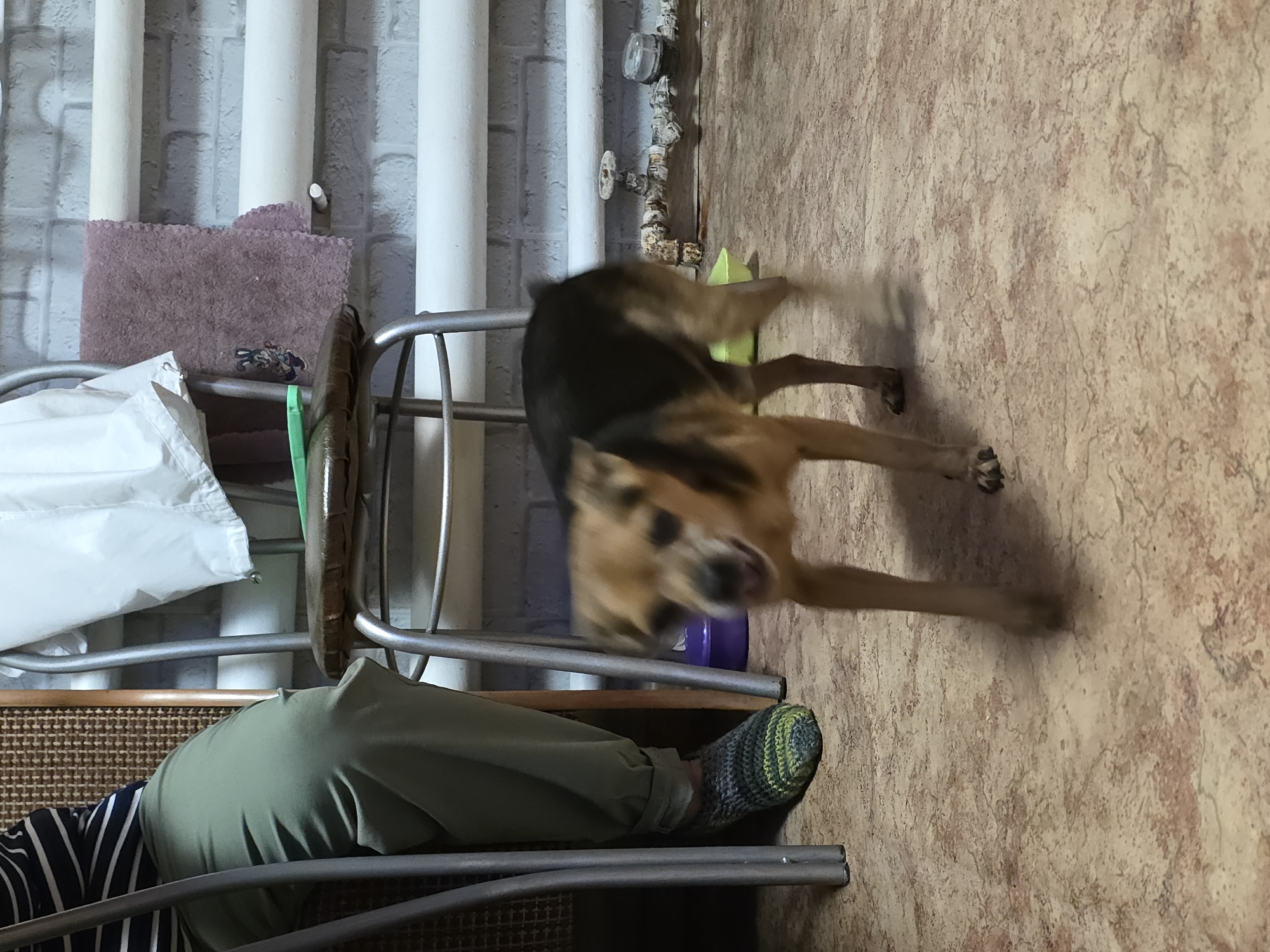 A medium-sized dog, primarily tan with a black back and ears, is captured mid-stride, appearing blurred due to motion. The dog is walking on a textured floor with a marbling pattern of beige and reddish-brown tones. To the left of the dog, a person's legs are visible, clad in olive-green pants and a striped long-sleeved shirt. The person is wearing a knitted sock on their left foot, which has a mottled pattern of green, gray, and black. Behind the dog and to the right, a white brick wall is visible, with white pipes running horizontally across it. A purple towel with a white cartoon character (possibly a rabbit) is hanging on a radiator behind the dog. A metal chair with a brown seat and a white garment draped over it is positioned behind the person. A small, light green plastic bowl is on the floor near the dog's hind legs. The overall environment appears to be indoors, possibly a residential setting. The specific location in Qarabalıq, Kazakhstan, cannot be determined from the visual information provided.