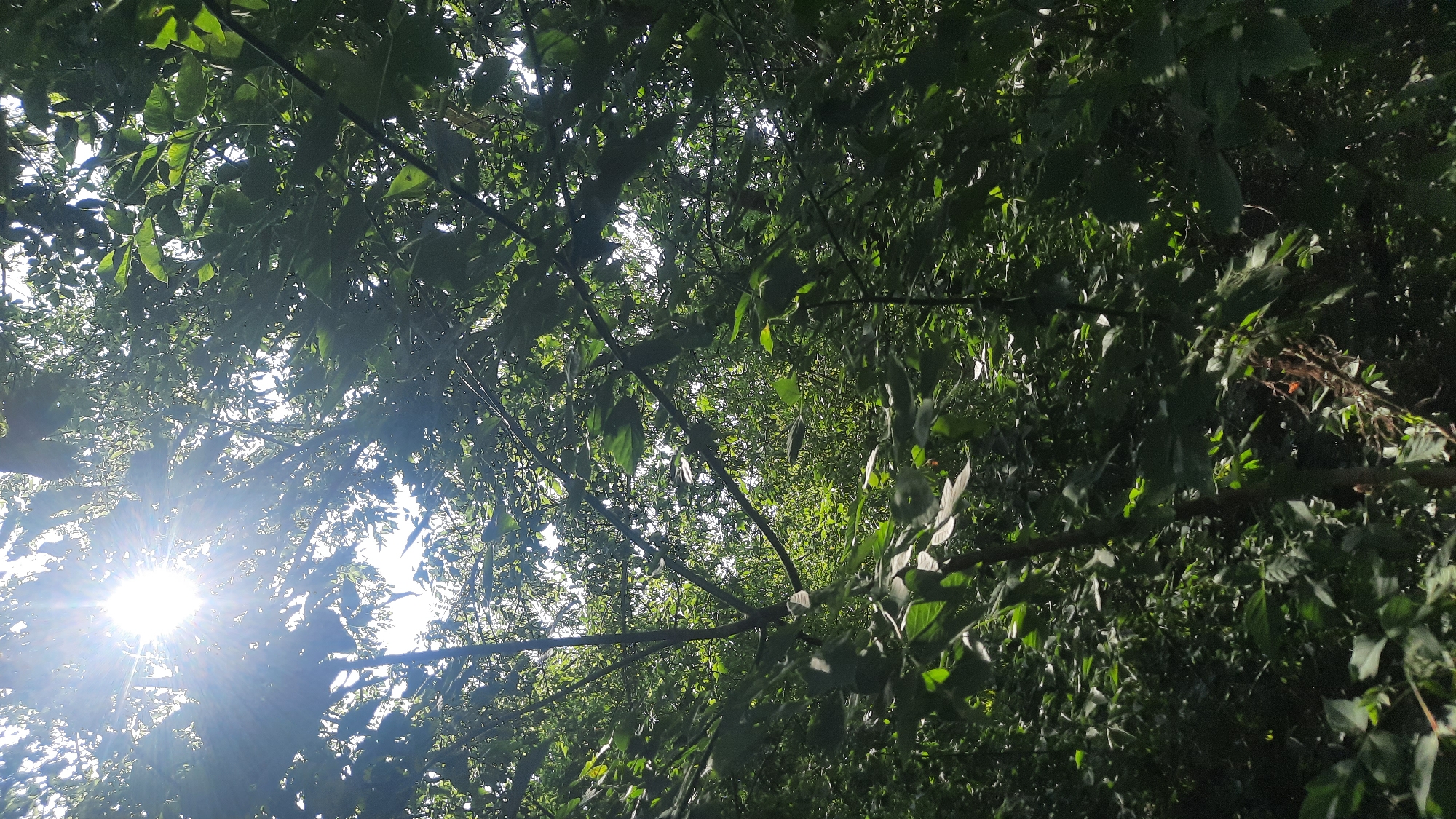 The image shows a dense canopy of green foliage with the sun shining brightly through the leaves, creating a dappled light effect. The perspective is looking upwards into the trees. The scene appears to be a natural environment, likely a park or wooded area within the city of Shklov, Belarus. There are no people or specific objects visible that would indicate any particular activity or event. The focus is on the natural interplay of light and shadow among the abundant green leaves and branches.