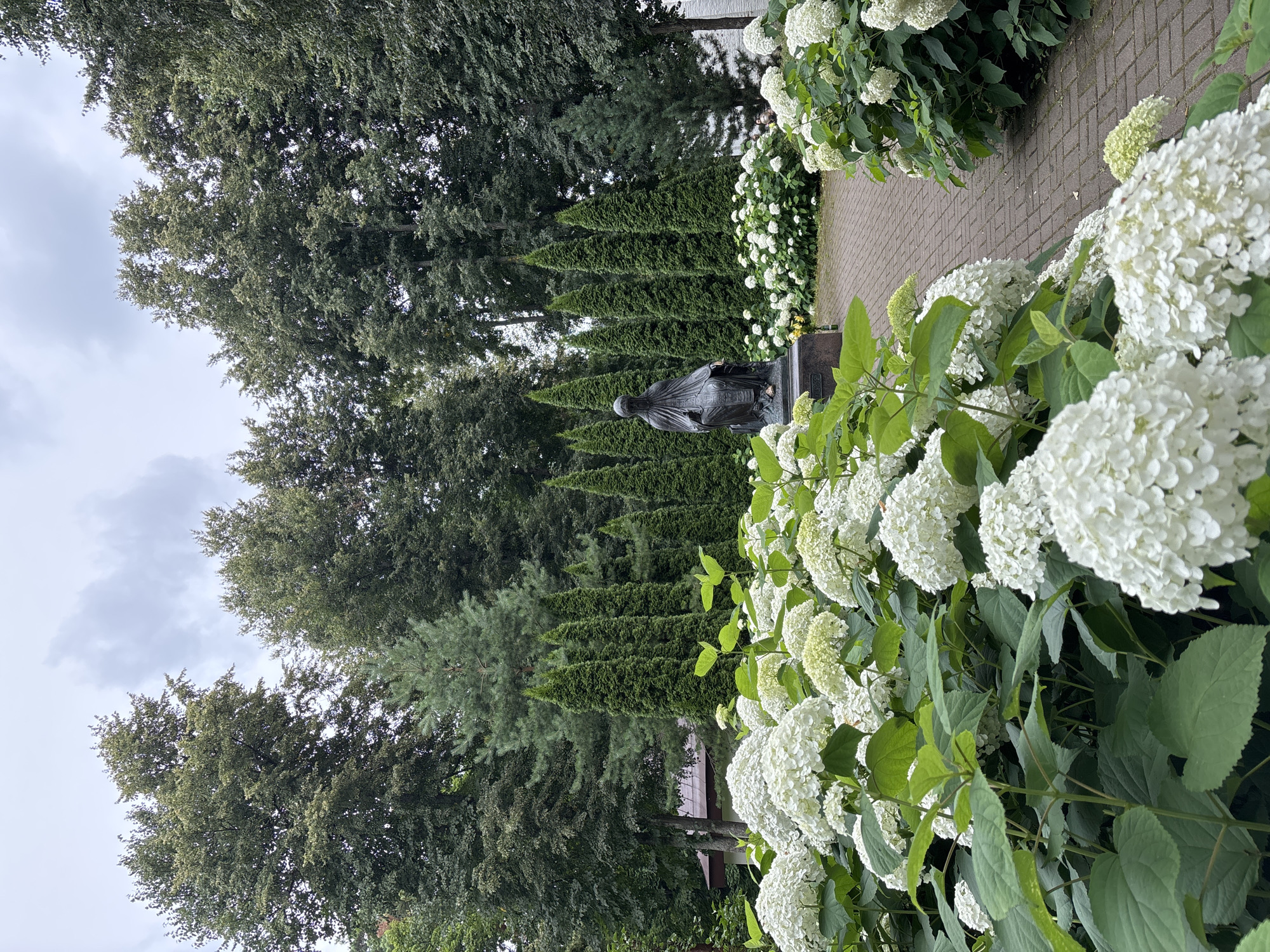 The image depicts a peaceful garden scene at the Savvino-Storozhevsky Monastery in Zvenigorod, Russia. In the foreground, abundant white hydrangeas bloom, their large, full flower heads creating a lush and vibrant display. The hydrangeas are a mix of fully bloomed white and some with lighter green, developing blooms. Behind the flowers, a brick pathway curves to the right, leading into the garden.
Further back, a dark bronze statue of a seated figure, draped in flowing robes, is positioned on a dark pedestal. The figure appears to be a woman, possibly a nun or a saint, with her head bowed and covered. This statue stands amidst a row of tall, slender cypress trees that form a neat, vertical line. Behind the cypresses, a variety of mature trees with dense green foliage create a backdrop. The sky is overcast, with soft, diffused light contributing to the tranquil atmosphere of the scene. A small, reddish-brown roof of a building is partially visible peeking through the trees to the left of the statue. The overall impression is one of serenity and natural beauty within a spiritual setting.
