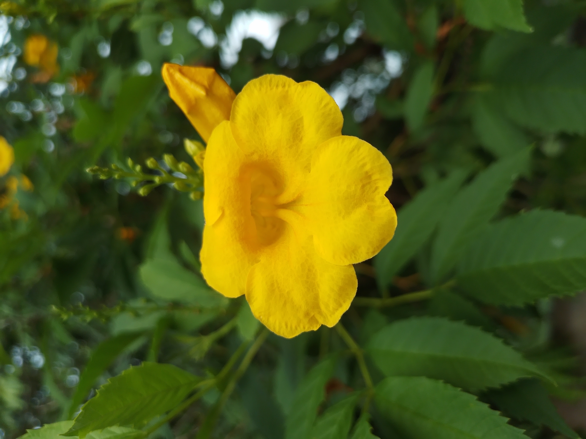 A close-up, eye-level shot focuses on a vibrant yellow trumpet-shaped flower with five visible petals. The flower is in the center of the frame, with its opening facing slightly upwards and to the left. To the right of the main flower, a closed yellow bud is visible, tapering to a point. Lush green leaves form a blurred background, with some bokeh effects from distant light sources. The overall scene suggests a natural outdoor setting, possibly a garden or park in a tropical location like Ko Samui District, Thailand, given the warm climate implied by the flowering plant. No people or animals are present.