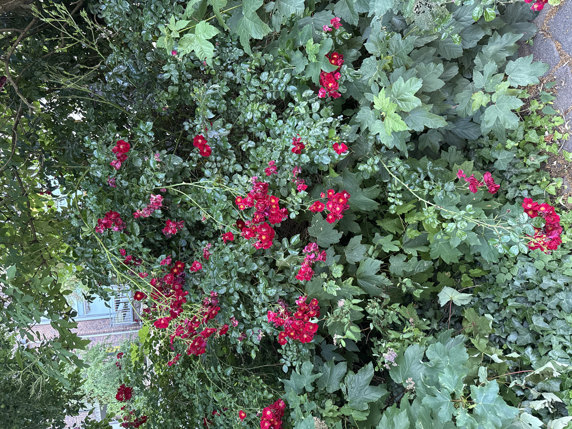 The image shows a dense green bush with clusters of small red roses. The bush is in the foreground, obscuring much of the background. To the left and slightly behind the bush, a brick building with a balcony is visible. The building appears to be several stories high and has windows. The environment is outdoors, with the bush likely located in an urban setting, perhaps a garden or yard. The lighting suggests it is daytime, with some dappled sunlight.