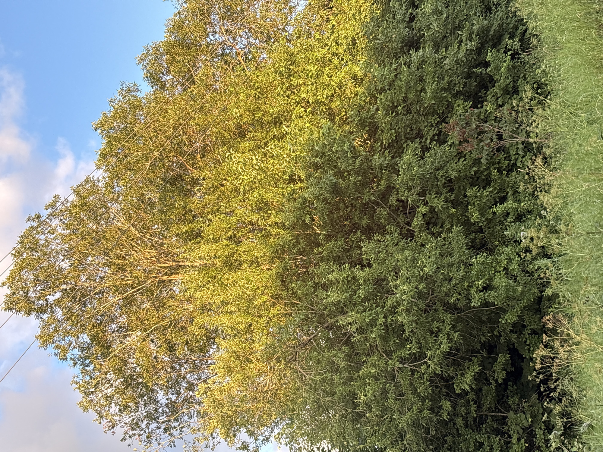 The image shows a large, leafy tree with a dense canopy of green leaves, illuminated by the warm glow of sunlight from the side. The tree is situated in an outdoor environment with a clear blue sky and scattered white clouds visible above its upper branches. Power lines are present, stretching horizontally across the upper portion of the image, intersecting with the tree. The lower part of the image features tall green grass and some dried plants, indicating a natural or rural setting. This scene is located in Відзаўскі сельскі Савет, Belarus. There are no people or discernible actions depicted in the image.