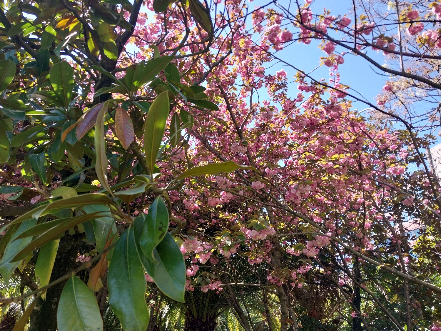 The image presents a vibrant and lush outdoor scene, likely captured in a park or garden in Sochi, Russia. The dominant subjects are two types of trees: one with large, glossy green leaves in the foreground, and another profusely covered in pink blossoms in the mid-ground.
On the left side and closer to the viewer, the broad, evergreen leaves of a tree, possibly a Magnolia species, are prominently displayed. These leaves are a rich green, with some exhibiting hints of brown or reddish hues, particularly on their undersides or where new growth is occurring. Bright sunlight illuminates these leaves, creating a natural play of light and shadow.
Behind and intertwined with the green-leafed tree, a second tree is in full bloom, adorned with countless clusters of delicate pink flowers, strongly resembling cherry blossoms (Sakura). These blossoms form a dense, colorful canopy across the central and right portions of the frame. Through the branches and blossoms, a clear, brilliant blue sky is visible, indicating bright, sunny weather. Some bare or thinly branched trees are also seen in the background on the right.
The scene depicts a static natural landscape, without any specific activity or event taking place. The time of day appears to be bright daylight, given the clear sky and strong illumination. The overall atmosphere is peaceful and serene, showcasing the beauty of flowering trees, likely during springtime. A faint glimpse of a building structure can be observed through the foliage on the far right edge of the image. There is no visible text in the media file.