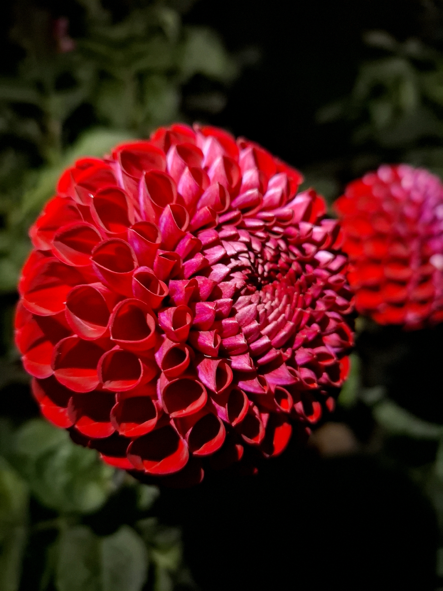 This is a close-up, vertically oriented, medium shot of a bright red dahlia flower in bloom. The flower is the primary subject, filling most of the frame with its intricately layered petals. The petals are a deep red, with some areas appearing almost fuchsia due to the lighting and shadows. They are tightly curled and arranged in a spiral pattern radiating from the center of the bloom. To the right and slightly behind the main dahlia, another similar red dahlia is visible but out of focus, providing depth and context. The background is a dark, out-of-focus mix of green foliage and shadows, which serves to further highlight the vibrant color and detail of the foreground flower. There are no people, animals, or man-made objects visible in the image. The scene appears to be in a natural setting, possibly a garden. There is no information within the image to suggest a specific location within the city of Tyumen, Russia.