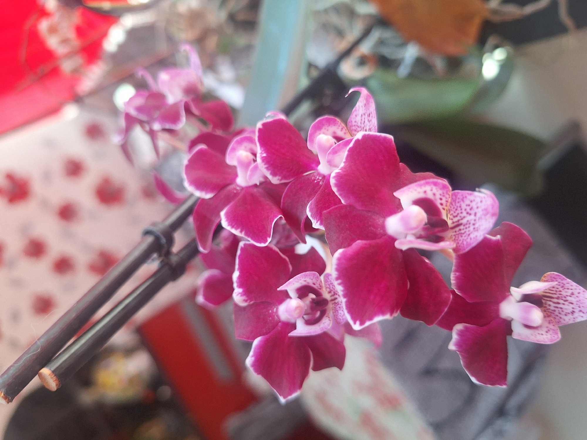 This is a close-up, medium-angle shot of several fuchsia and white Phalaenopsis orchid flowers. The flowers are blooming on a stem supported by two dark brown stakes. The background is blurred, with hints of red and white patterned wallpaper and a blurred red object. The scene appears to be indoors, possibly in a residential setting in Varna, Bulgaria. No people or animals are visible. The lighting is soft and diffused, with some specular highlights on the flower petals. The overall impression is one of delicate beauty and natural elegance.