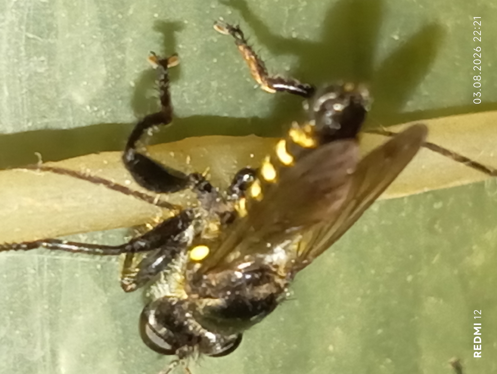 A macro photograph depicts a close-up of a fly, likely a robber fly, clinging to a textured, pale green surface that appears to be a leaf or stem. The insect is predominantly black with distinctive bright yellow markings on its abdomen, forming segmented bands. Its legs are dark and spindly, with some appearing to be in contact with the surface, while others are positioned in various angles. The fly's body is elongated, and its wings are visible, appearing somewhat translucent and veined. Small white particles, possibly pollen or debris, are scattered on the insect's body and surrounding surface. The background is a soft, out-of-focus green, suggesting a natural environment. The bottom left corner of the image displays the text "REDMI 12," and the bottom right corner shows the date and time "03.08.2026 22:21." The scene is static, with no visible movement. The location in the city of Smila, Ukraine, is not visually determinable from the provided image.