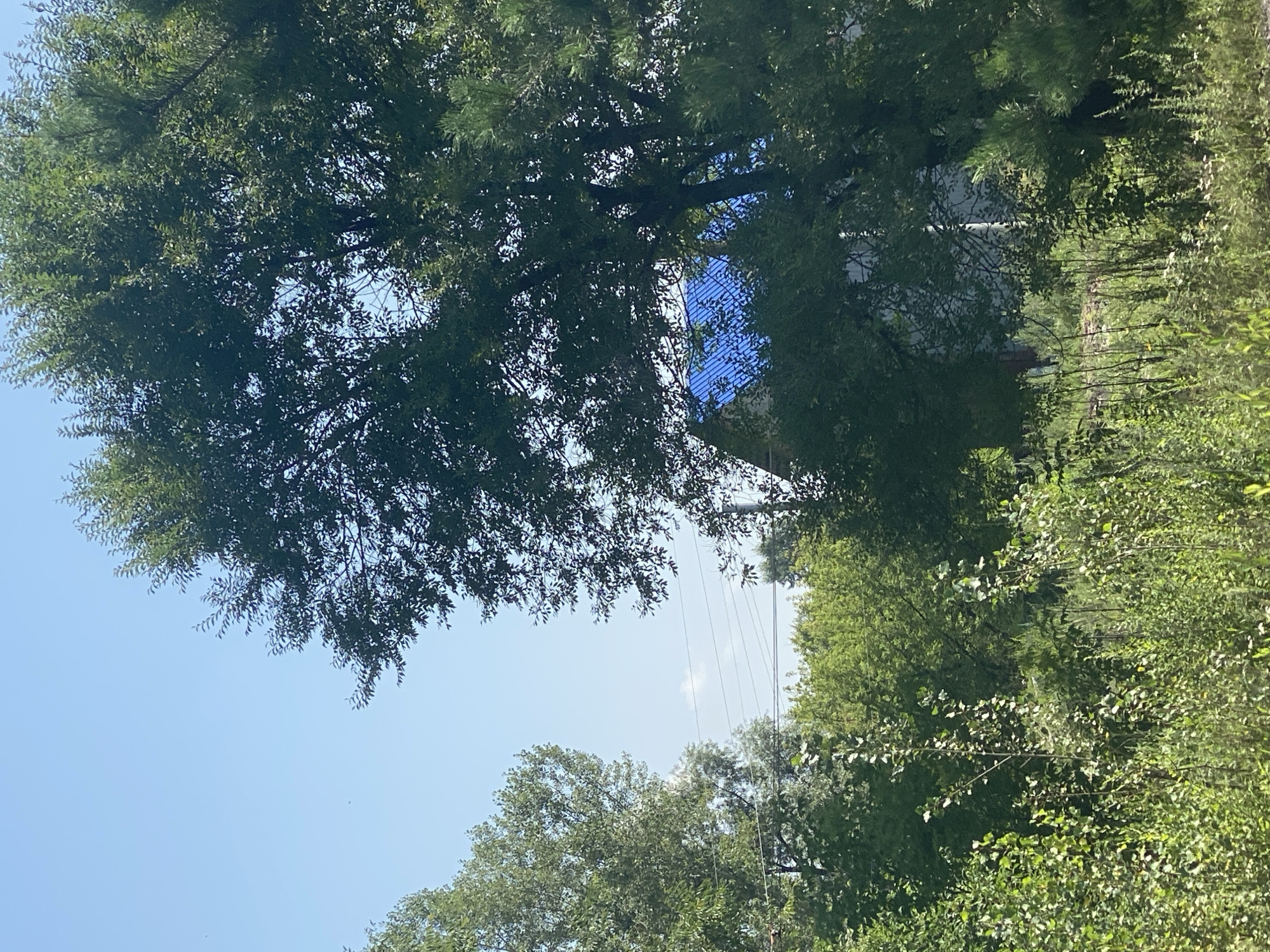 The image depicts an outdoor scene with a clear, light blue sky. Lush green trees with dense foliage dominate the foreground and midground. In the background, a portion of a building with a bright blue roof is visible, partially obscured by the trees. Utility lines are strung between poles, crossing the scene horizontally. The environment appears to be a natural or semi-natural area, possibly a yard or undeveloped land, with a variety of vegetation including tall grasses and smaller trees. No people or animals are present in the image.