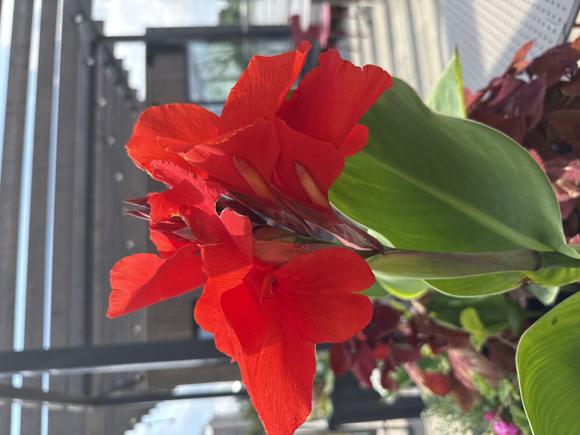 An outdoor scene featuring a bright red Canna lily in full bloom. The flower's vibrant petals are prominent in the foreground, with a large green leaf extending from its stem. In the background, a blurred outdoor patio area is visible, with a dark metal pergola overhead. Hints of other foliage and a building with windows can also be seen. The lighting suggests it is daytime. The location is not discernible from the image.