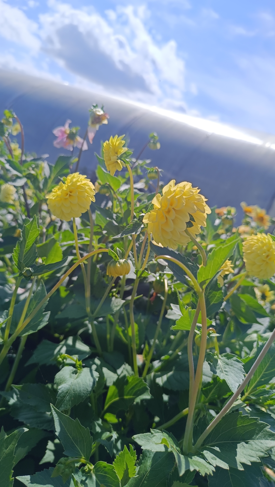 This is a low-angle, eye-level, close-up, vertical, natural light outdoor photograph of bright yellow dahlia flowers in bloom. The flowers have many tightly packed petals, giving them a spherical appearance. They are supported by thin, pale green stems and surrounded by dark green, serrated leaves. The background is blurred and features a bright blue sky with scattered white clouds and a large, curved, reflective surface, possibly part of a greenhouse or structure. The lighting suggests it is daytime, with sunlight creating shadows and highlights on the foliage. There are no people or animals present. The image does not provide any information about the city of Karsha, Russia.