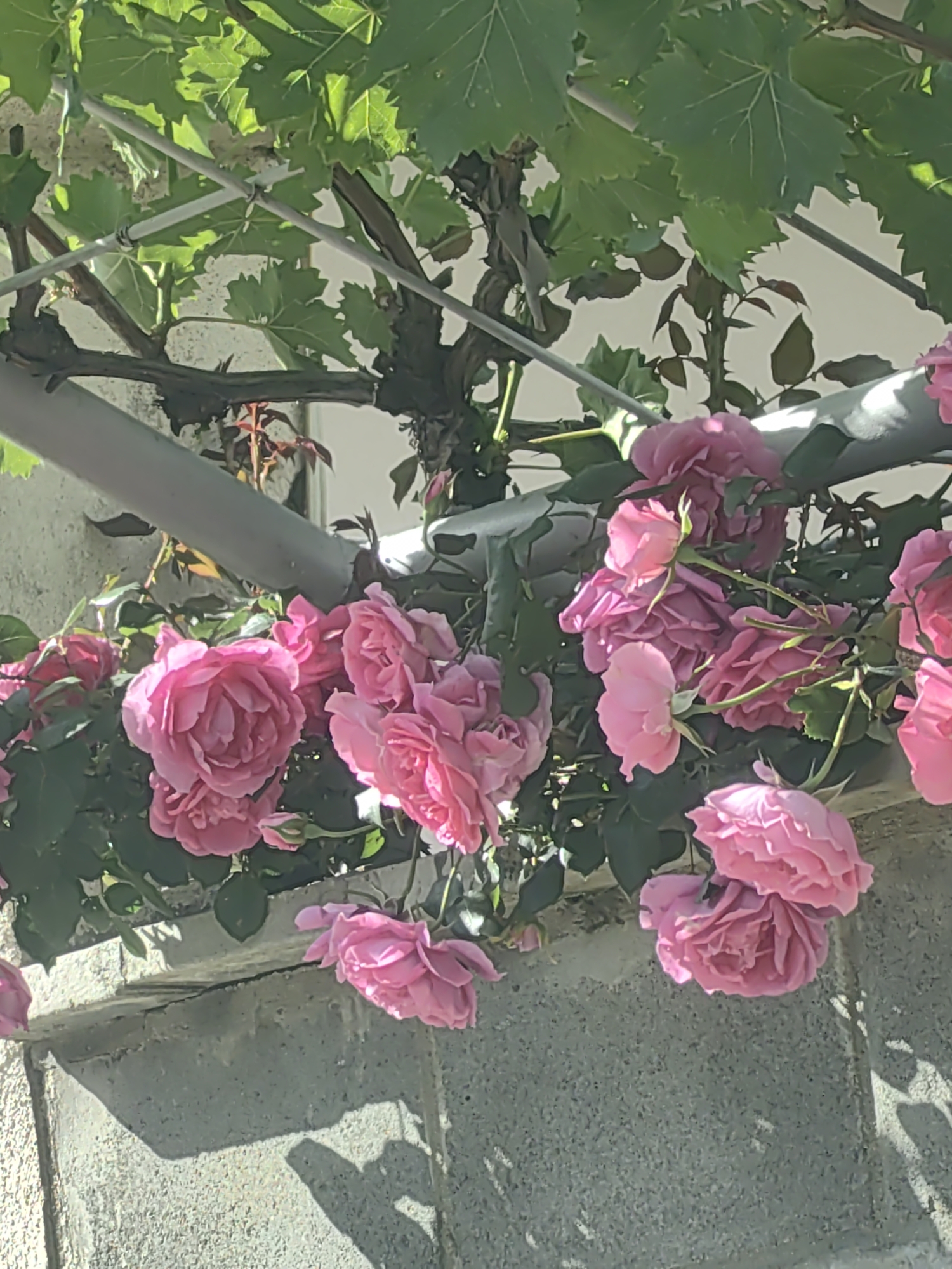 A close-up shot depicts a cascade of pink roses blooming profusely, partially obscuring a grey concrete wall. Above the roses, a network of metallic supports and vines with green leaves is visible, suggesting the presence of an arbor or trellis. The location may be in the city of Medovets, Bulgaria. The image focuses on the interplay of natural elements and man-made structures.