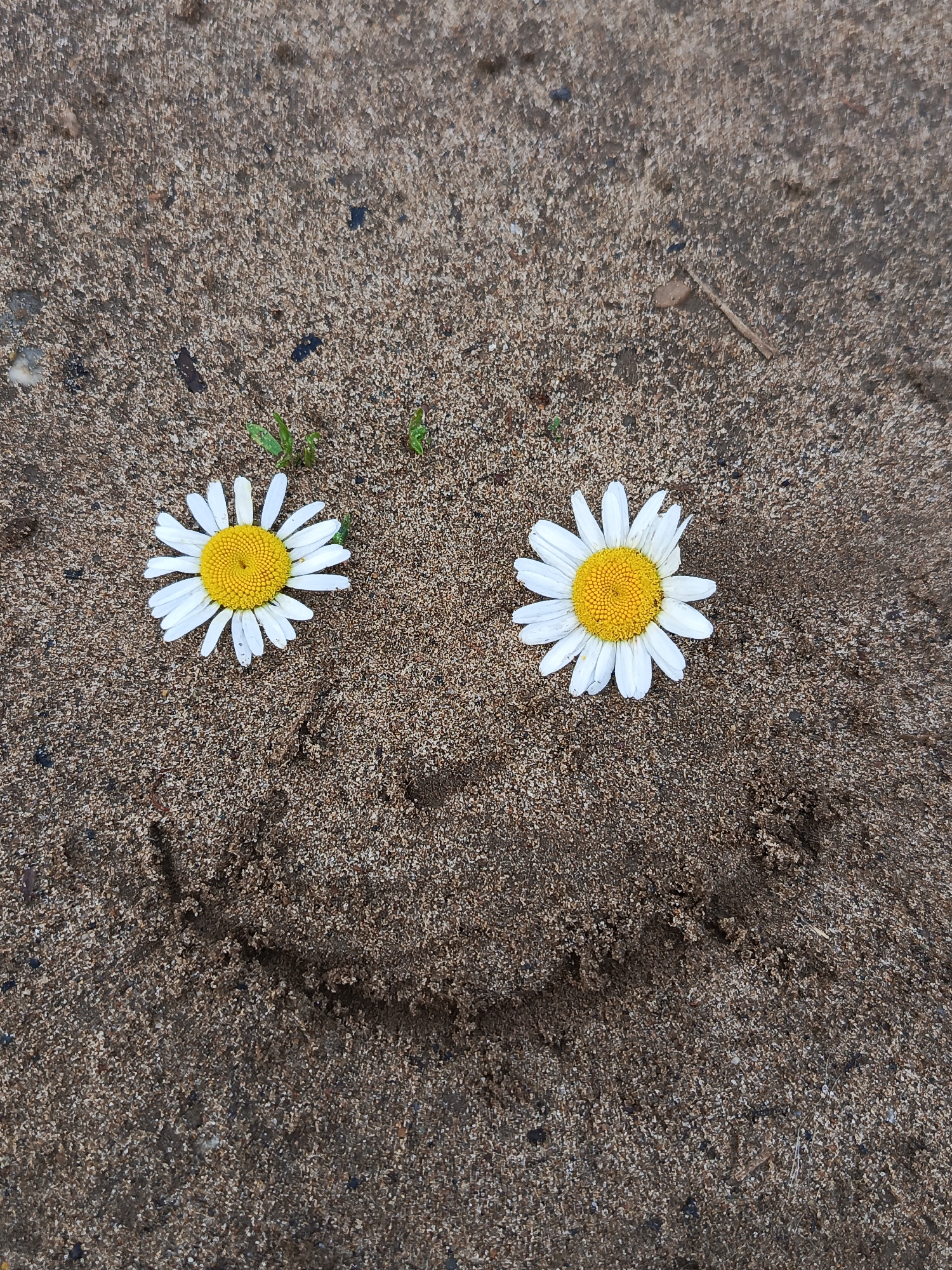 The image shows two daisies placed on sandy ground to resemble a smiley face. The daisies are white with yellow centers and are positioned as eyes. A curved line drawn in the sand below them forms the smile. The ground is composed of sand with small pebbles and occasional dark specks. Three small green plants are visible above the daisies. The overall impression is a playful and simple arrangement on a natural surface. The location is identified as Chaikovsky, Russia, though no specific urban landmarks are visible.