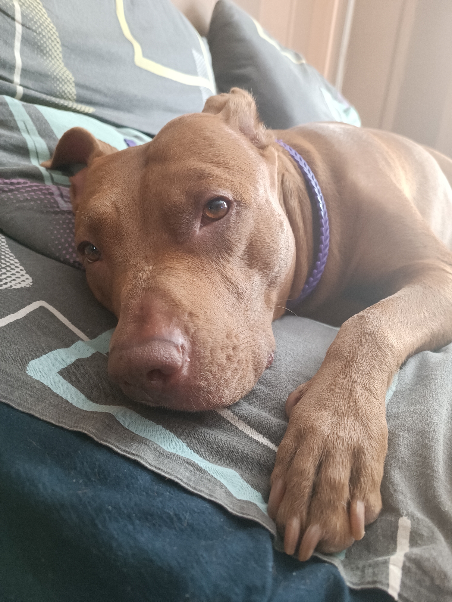 A brown dog with a purple collar lies on a patterned blanket. The dog's head is resting on the blanket, and its eyes are open. The background is blurred, but appears to be a living room with a couch. The image was taken indoors, likely in Zaporizhzhia, Ukraine.