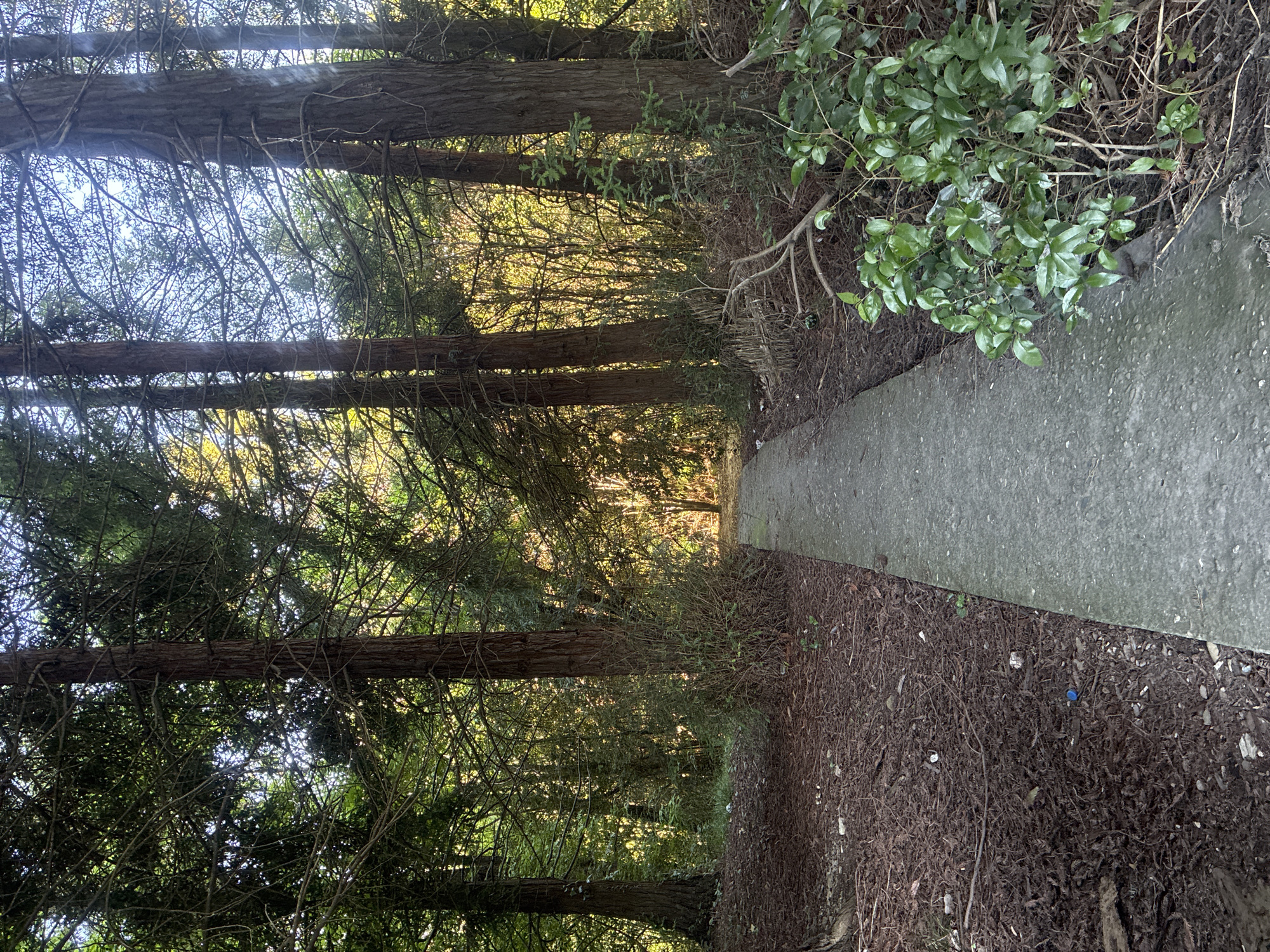 A narrow, straight concrete path stretches from the foreground into the distance, bordered by dense vegetation. On the left, a line of tall, slender trees with reddish-brown, textured bark dominates the scene. These trees appear to be conifers, featuring thick, needle-like foliage and numerous intertwining branches that form a dense canopy overhead. Sunlight filters through this canopy, creating bright highlights and dappled light on the ground and through the branches, suggesting either early morning or late afternoon.
The ground alongside the path is covered with a thick layer of dark brown organic matter, resembling mulch, fallen leaves, and pine needles, with scattered twigs and sparse green growth. On the right side of the path, particularly in the foreground, there is a patch of vibrant green, broad-leafed bushes or ivy. Small pieces of litter, including a blue plastic cap and some white plastic fragments, are visible on the ground cover. The concrete path itself is light grey, with a textured surface. The overall setting is a quiet, wooded area or parkland, devoid of people or visible structures. There is no discernible text within the image.
