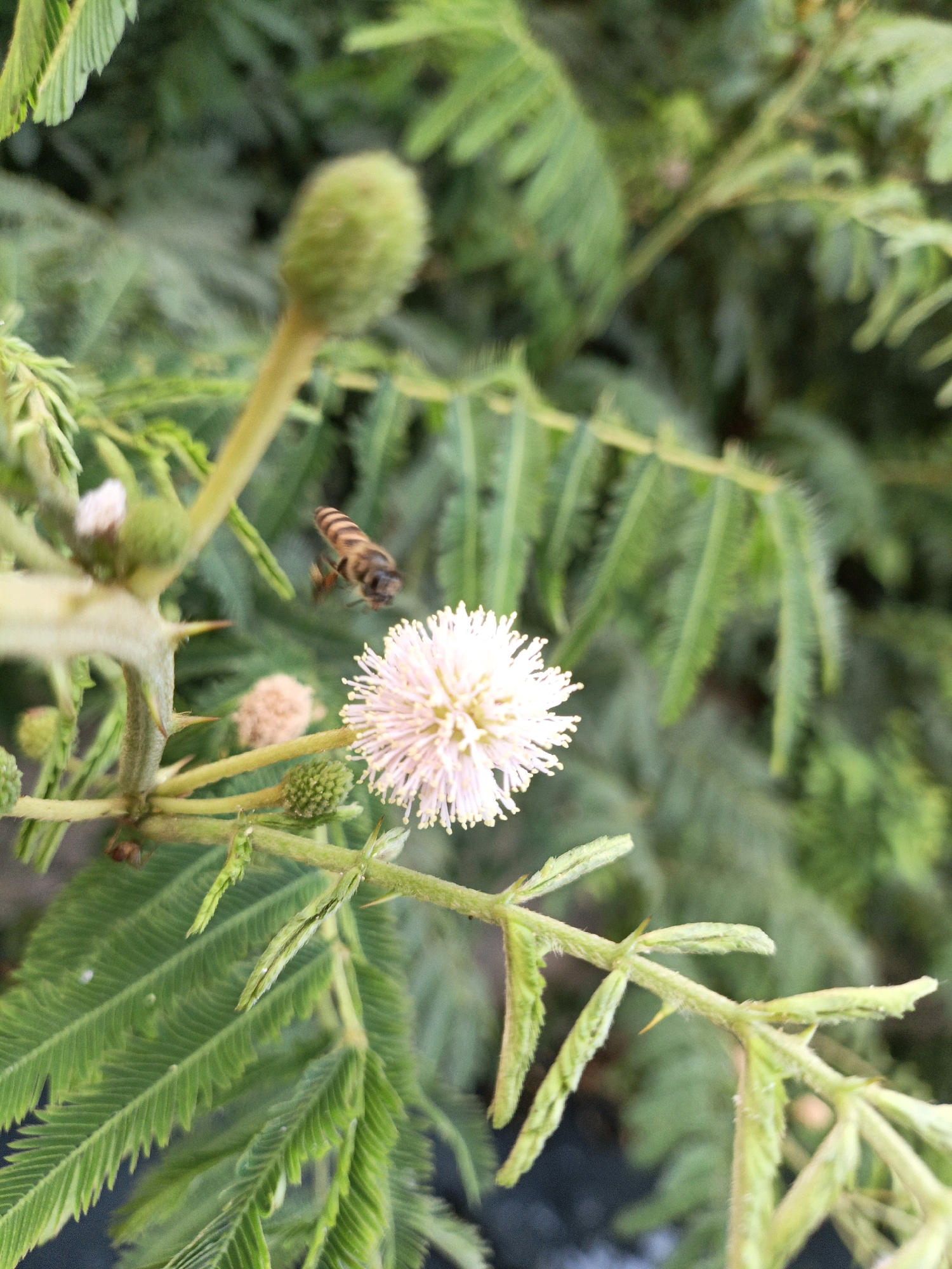 In this close-up, shallow depth-of-field shot, a bee is captured in mid-flight, its striped abdomen and translucent wings clearly visible. The bee is positioned in the upper right quadrant of the image, slightly out of focus, and appears to be heading towards a delicate, pale pink, ball-shaped flower in the lower right portion of the frame. The flower is in sharp focus, with numerous fine petals radiating outwards. Surrounding the flower and bee are vibrant green leaves with a feathery texture, some of which are also in focus. Other elements include a fuzzy green bud on a stem in the upper left, and what appear to be small, fuzzy seed pods scattered throughout the scene. The background is a soft blur of green foliage, suggesting an outdoor natural setting. The image does not contain any visual cues to suggest a specific location within North Jakarta, Indonesia, or any human presence.