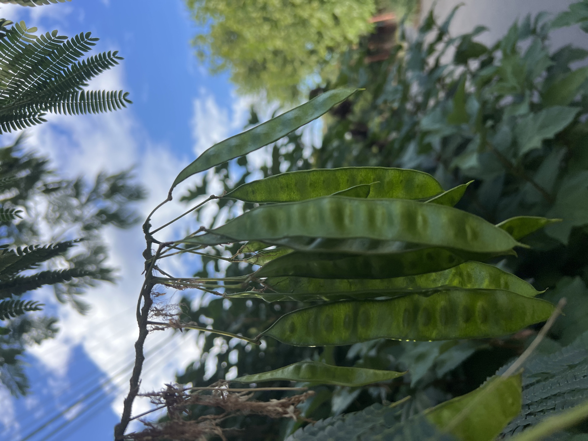 The image is a close-up shot of green seed pods hanging from a tree branch. The pods are elongated and appear to be filled with seeds, indicated by bulges along their length. They are a vibrant green color, with some showing a slightly lighter hue where sunlight catches them. The branch itself is dark and textured, with some dried, feathery material hanging from it. In the background, out of focus, is lush green foliage and a bright blue sky with scattered white clouds. There are also power lines visible in the upper left portion of the image. The overall scene suggests an outdoor environment, likely in a natural or park-like setting within a city, given the presence of power lines. However, no specific details about the city of Fontanka, Ukraine, are discernible from the image itself, as it focuses solely on the plant and its immediate surroundings.