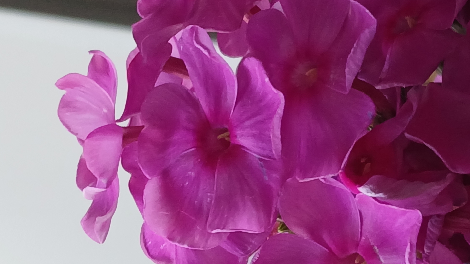 A close-up, vertical shot features a cluster of vibrant magenta phlox flowers against a plain, light background. The flowers, in various stages of bloom, fill the frame with their delicate petals, some fully open and others still partially closed. The center of each open flower reveals subtle yellow stamens. The petals exhibit a soft, velvety texture and are tinged with lighter shades where the light catches them. The image does not provide any information about the city of Rubtsovsk, Russia, or any people, actions, or interactions.