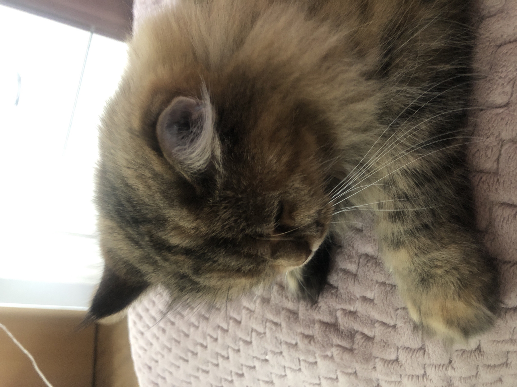 A close-up, side-view, medium shot captures a fluffy, long-haired cat resting on a pink textured blanket. The cat's fur is a mix of brown and black tabby markings, with lighter brown fur on its paws and around its face. Its eyes are closed, and its head is tilted down, suggesting it is asleep or resting. The cat's whiskers are long and white. The background is blurred, but appears to be an indoor setting with natural light coming from a window. The overall impression is one of a peaceful and comfortable moment.