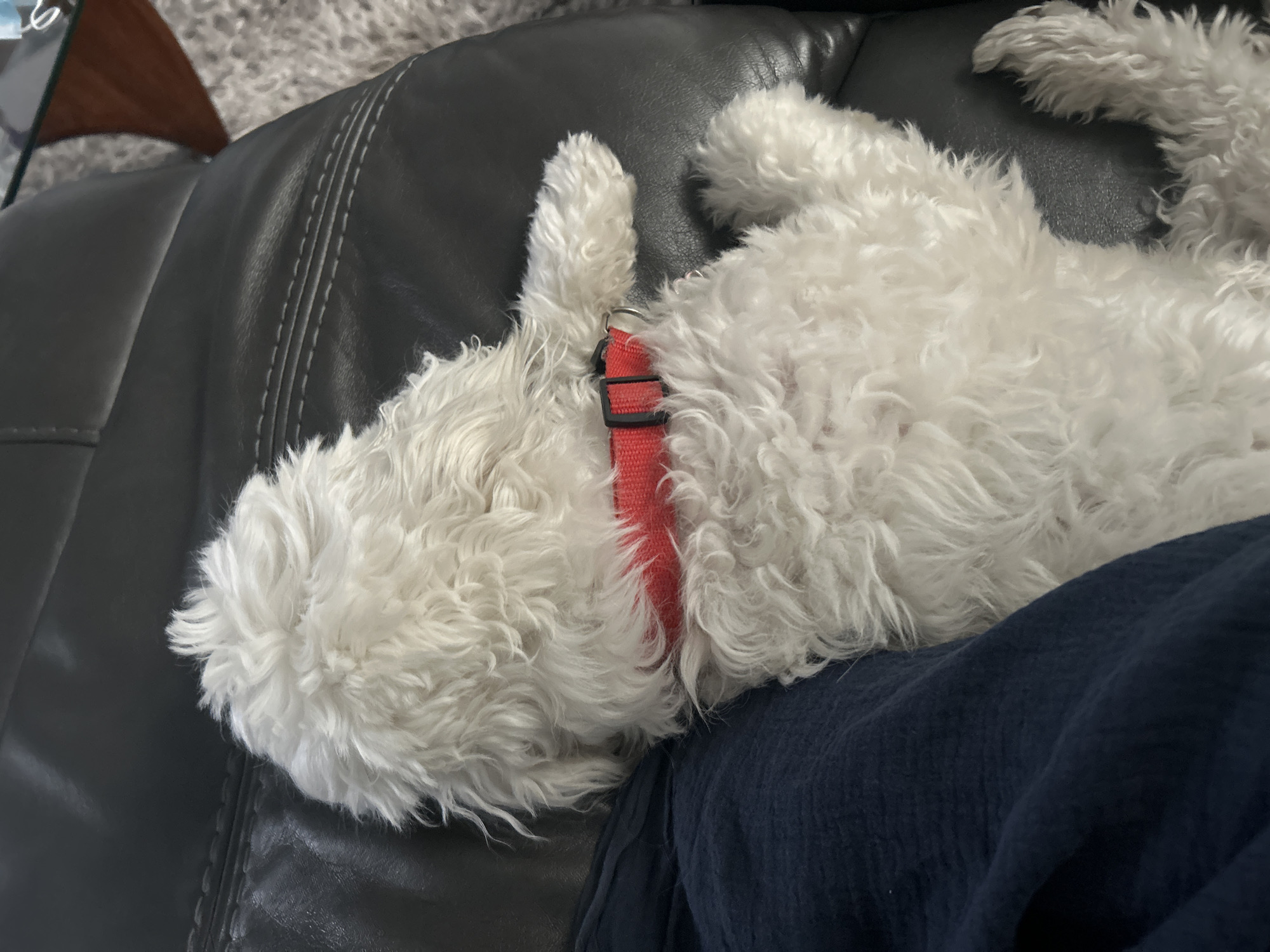 A white, fluffy dog with a red harness sleeps on a black leather couch. The dog is lying on its back, its head resting on a dark blue fabric. A small wooden table is visible in the background, along with a grey rug.