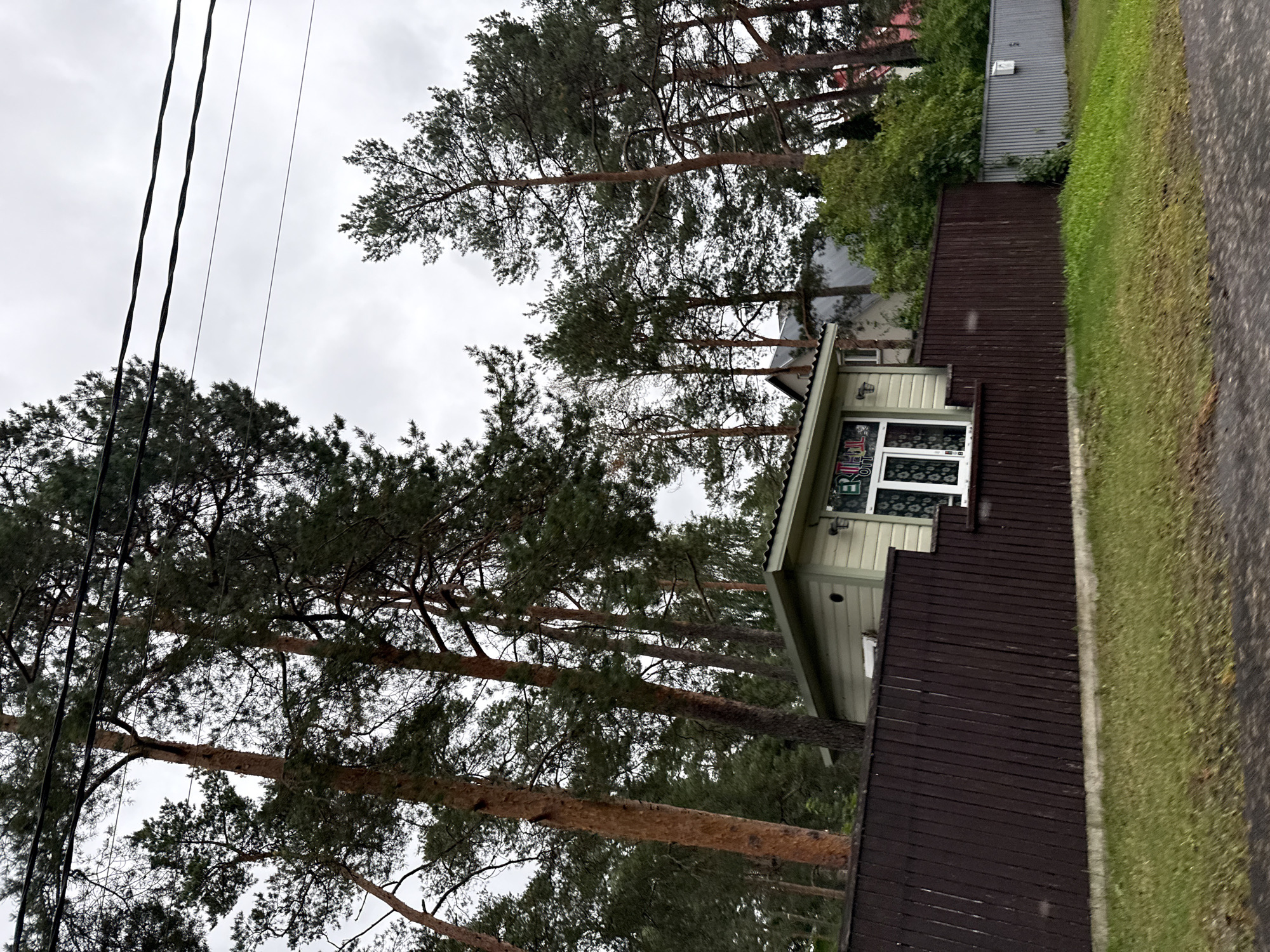 In Tallinn, Estonia, a light-colored wooden shed with a green roof is situated behind a dark brown wooden fence. The shed has a white-framed window with decorative curtains visible inside. The fence extends across the foreground, with a strip of green grass bordering it. Tall pine trees with visible power lines overhead dominate the background. The sky is overcast and cloudy, suggesting a gray day. The scene appears to be in a residential area with a focus on the natural environment and outdoor structures.