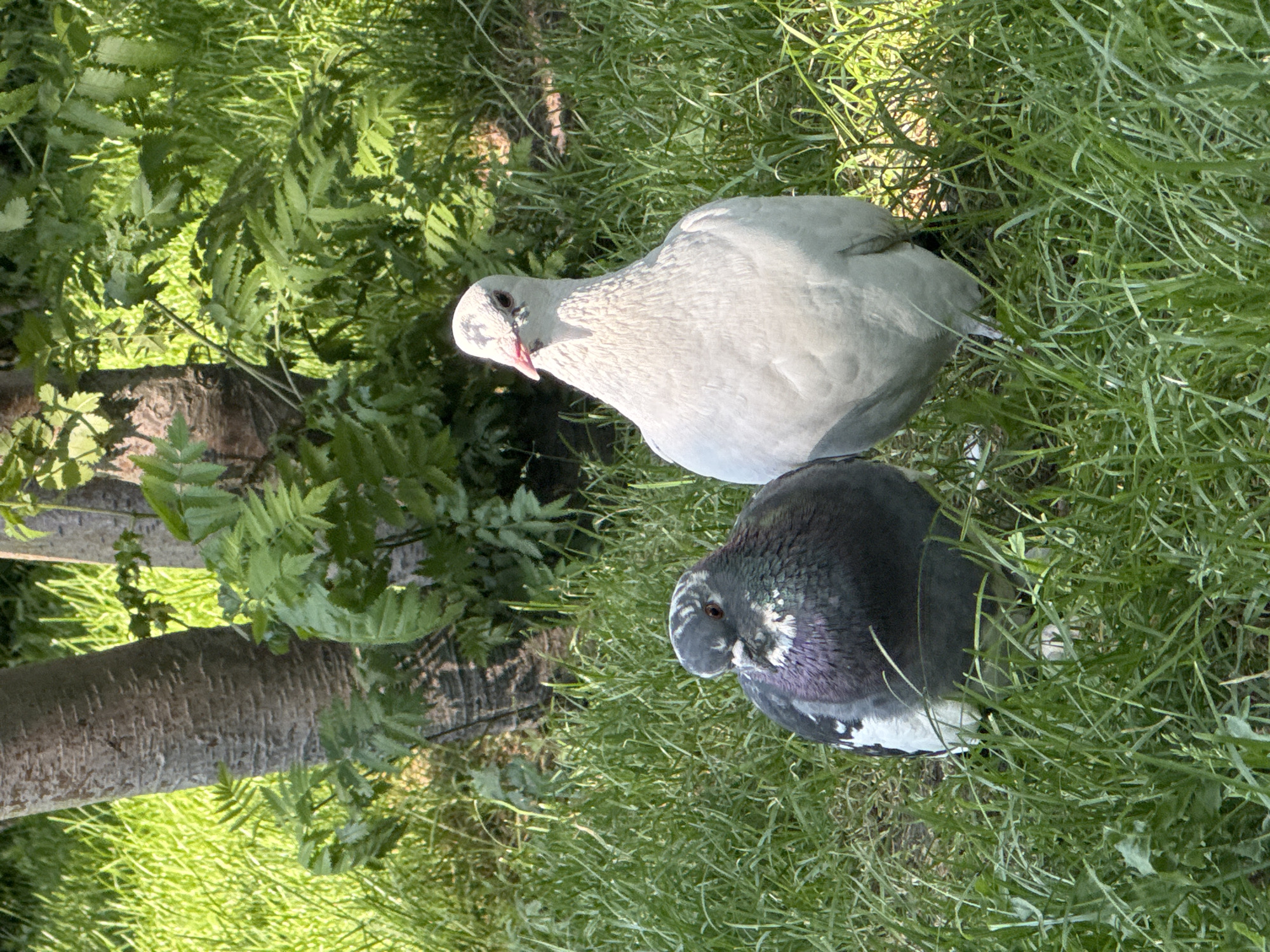 Two pigeons are in a grassy area near trees. One pigeon is dark gray with purple and white markings. The other pigeon is white. The background consists of grass and trees. This image was taken in Novosibirsk, Russia.