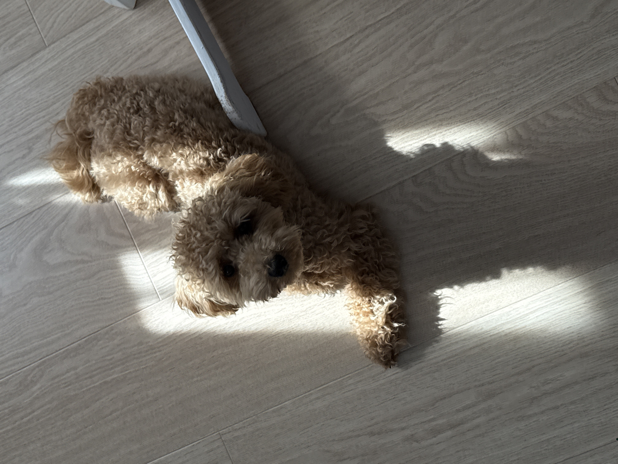 A tan-colored poodle is lying on a light-colored, wood-look floor. A white chair leg is visible above the dog. The lighting is bright, casting a distinct shadow on the floor to the right of the dog. The location is unknown but is not verifiable as the city of Pervomaysky, Russia.