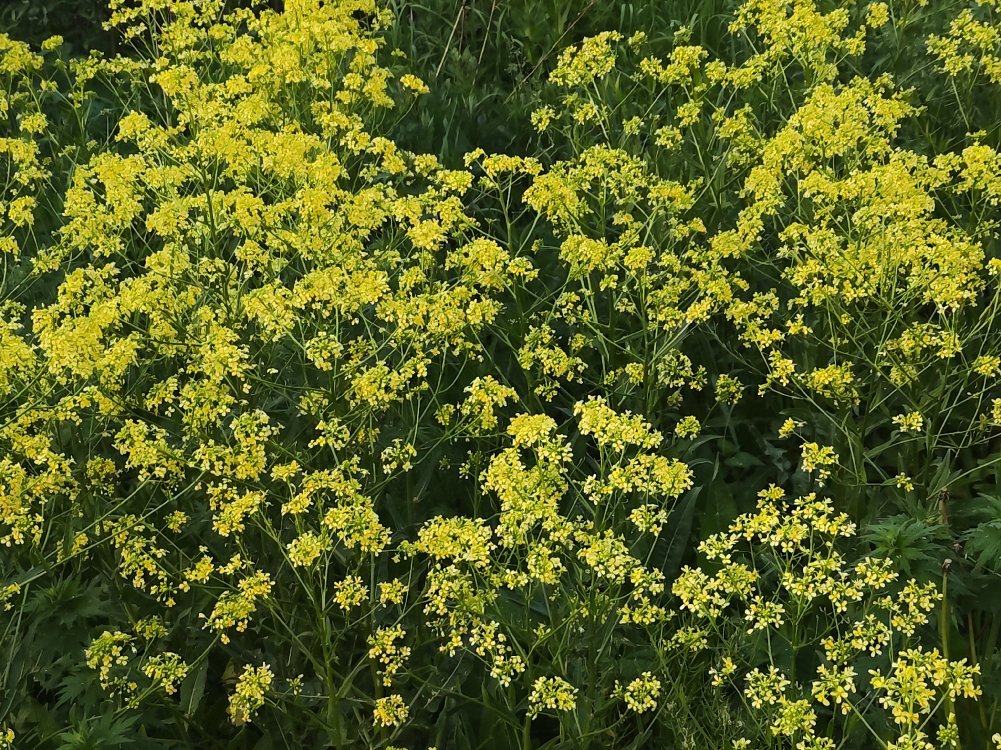 The image shows a dense patch of yellow wildflowers with small, clustered blooms in a field located in Ol'khovochka, Russia. The flowers are the primary subject and dominate the foreground. The background is blurred with darker green vegetation, suggesting taller grasses and foliage behind the patch of flowers. There are no people or animals visible in the image. The scene is brightly lit, suggesting it is daytime, possibly during late spring or summer when wildflowers are typically in bloom. The focus is sharp on the flowers in the center of the frame, indicating an attempt to capture their texture and detail.