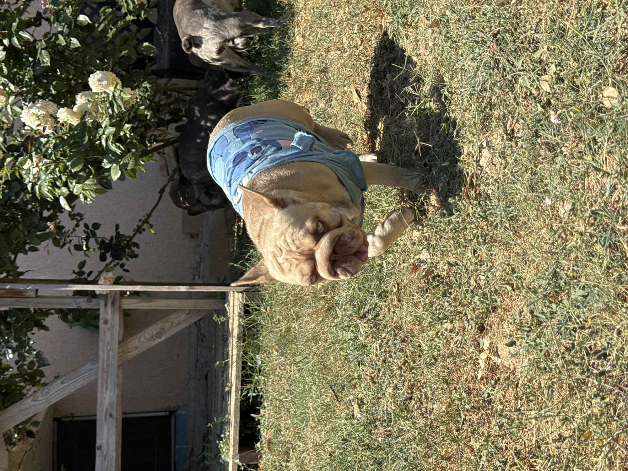 A fawn-colored French Bulldog wearing a light blue t-shirt with a Stitch pattern walks on a dry, grassy lawn in a backyard. The dog is in the foreground, facing left with its tongue slightly out. Behind the dog, other French Bulldogs, some brindle, are visible lying down or partially obscured by a flowering bush. The background includes a light-colored wall and wooden structures, suggesting a residential setting. The scene appears to be outdoors on a sunny day.