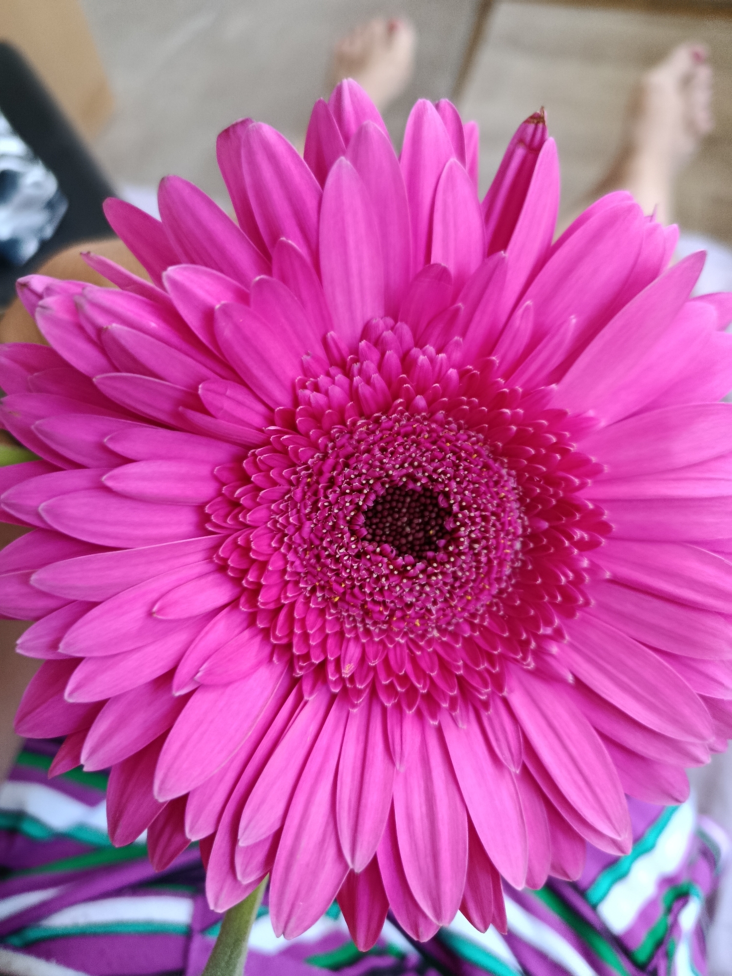 A close-up, eye-level, medium shot captures a vibrant pink Gerbera daisy flower from the chest up, positioned centrally in the frame. The flower's delicate petals radiate outwards, showcasing a gradient of pink hues that deepen towards the center. The bloom's intricate details are sharply defined, with a darker, fuzzy center dotted with tiny seeds. The background is softly blurred, revealing hints of bare feet and a patterned fabric, suggesting an indoor setting. The overall impression is one of natural beauty and simplicity, with the flower as the undeniable focal point. The image provides no information about the city of Saratov, Russia.