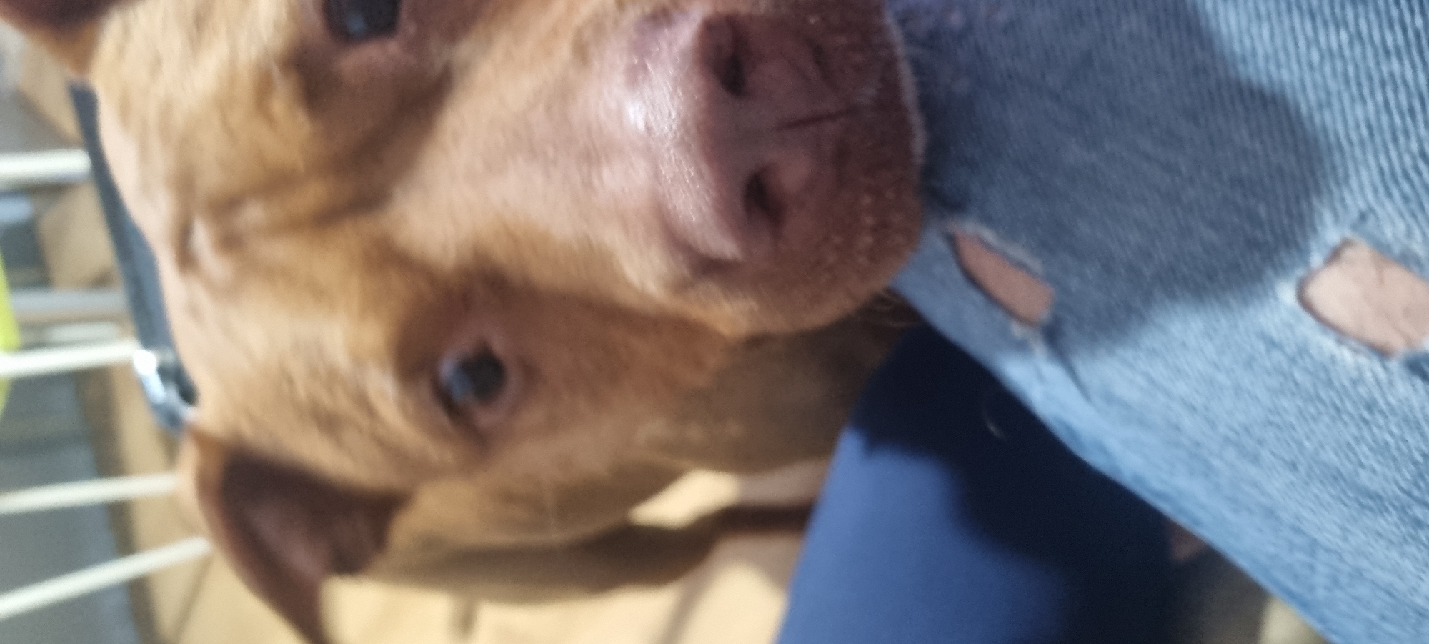 A close-up, slightly out-of-focus shot captures a brown dog nuzzling against a person wearing ripped denim jeans and a dark blue shirt. The dog has a black collar and is in close proximity to an unidentified subject. The location is undetermined.